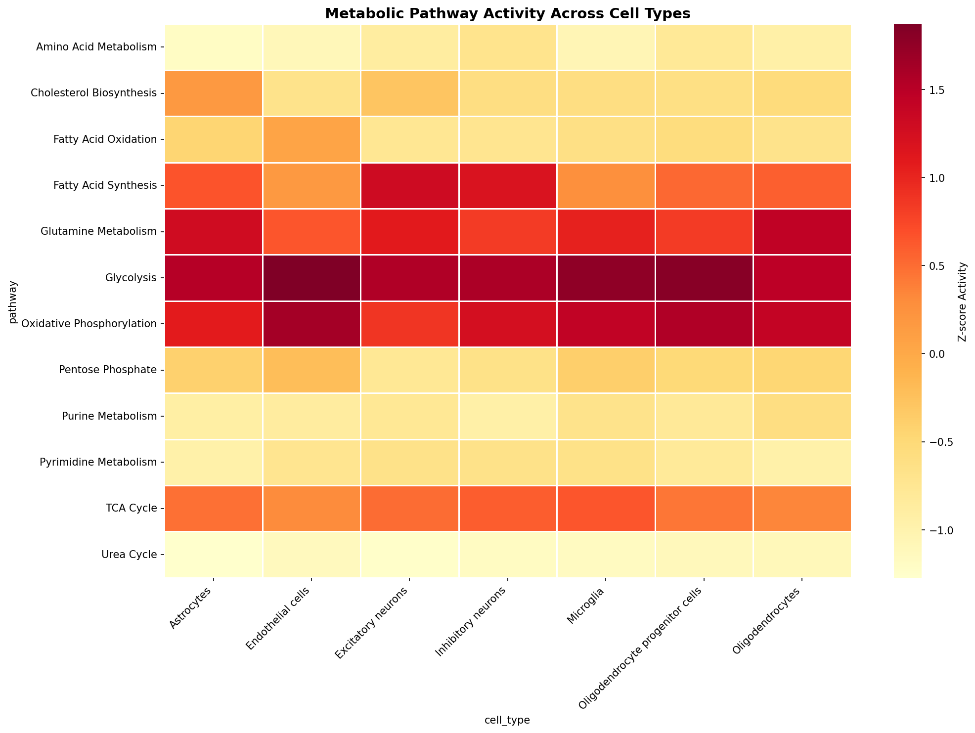 Metabolic Pathway Heatmap
