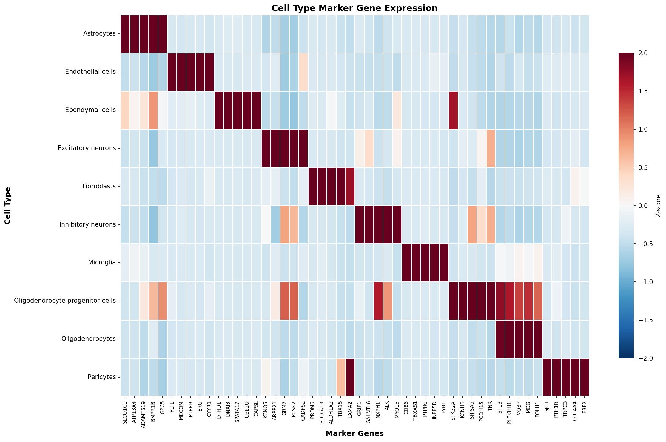 Marker Gene Heatmap