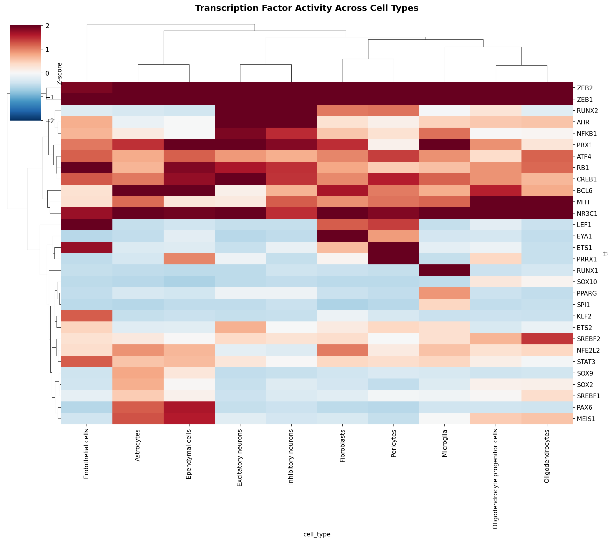 TF Activity Heatmap