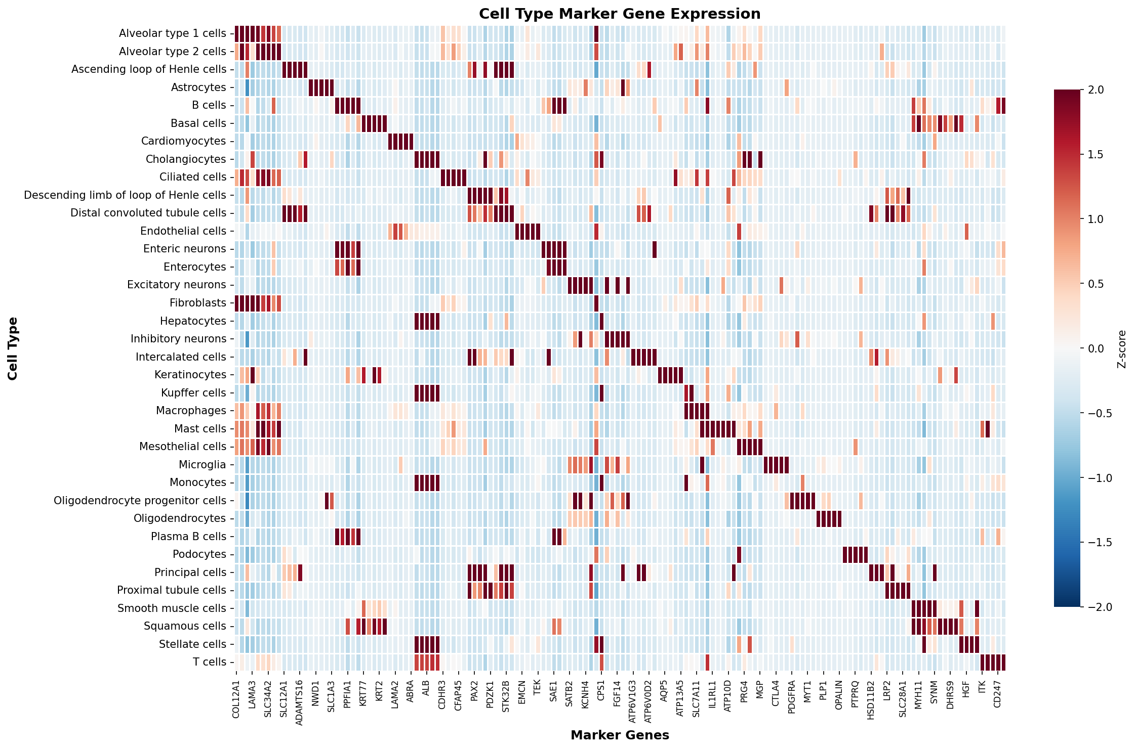 Marker Gene Heatmap