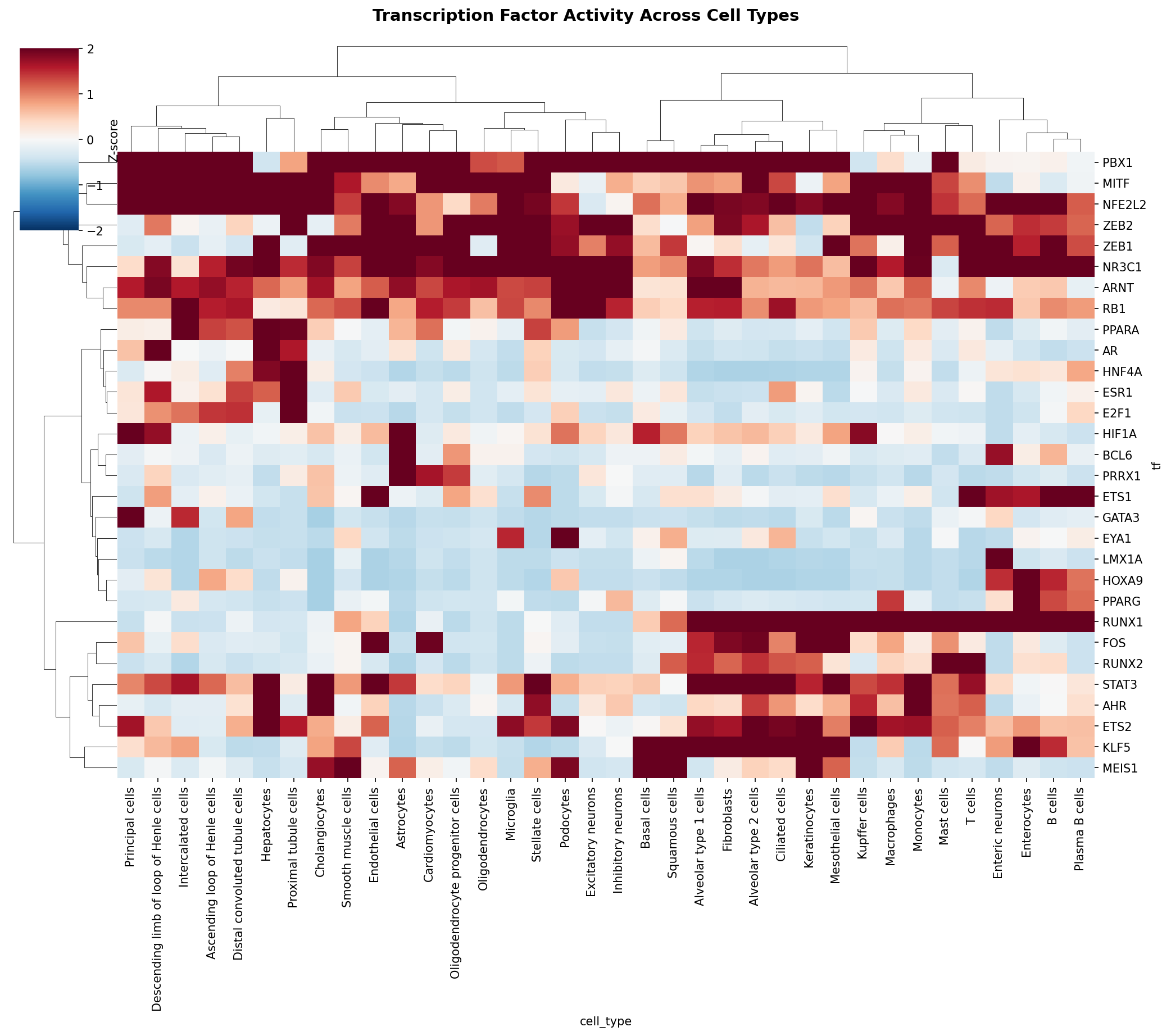 TF Activity Heatmap