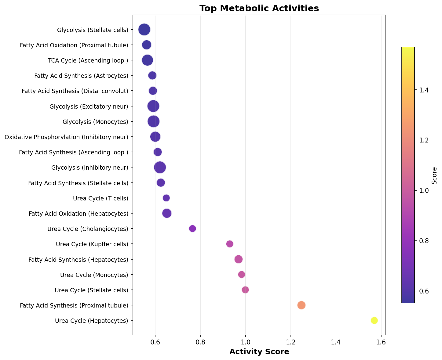 Top Metabolic Activities