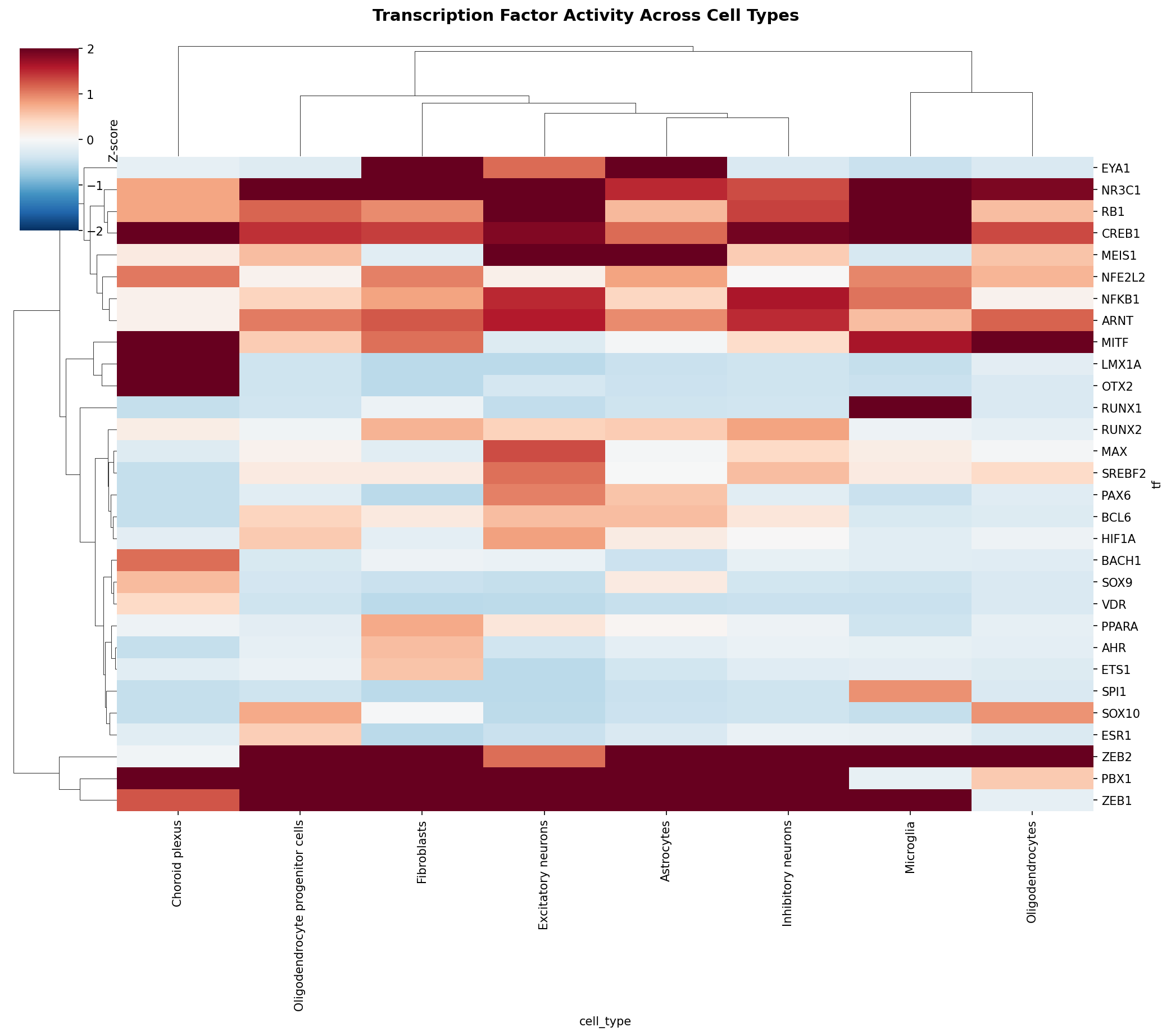 TF Activity Heatmap