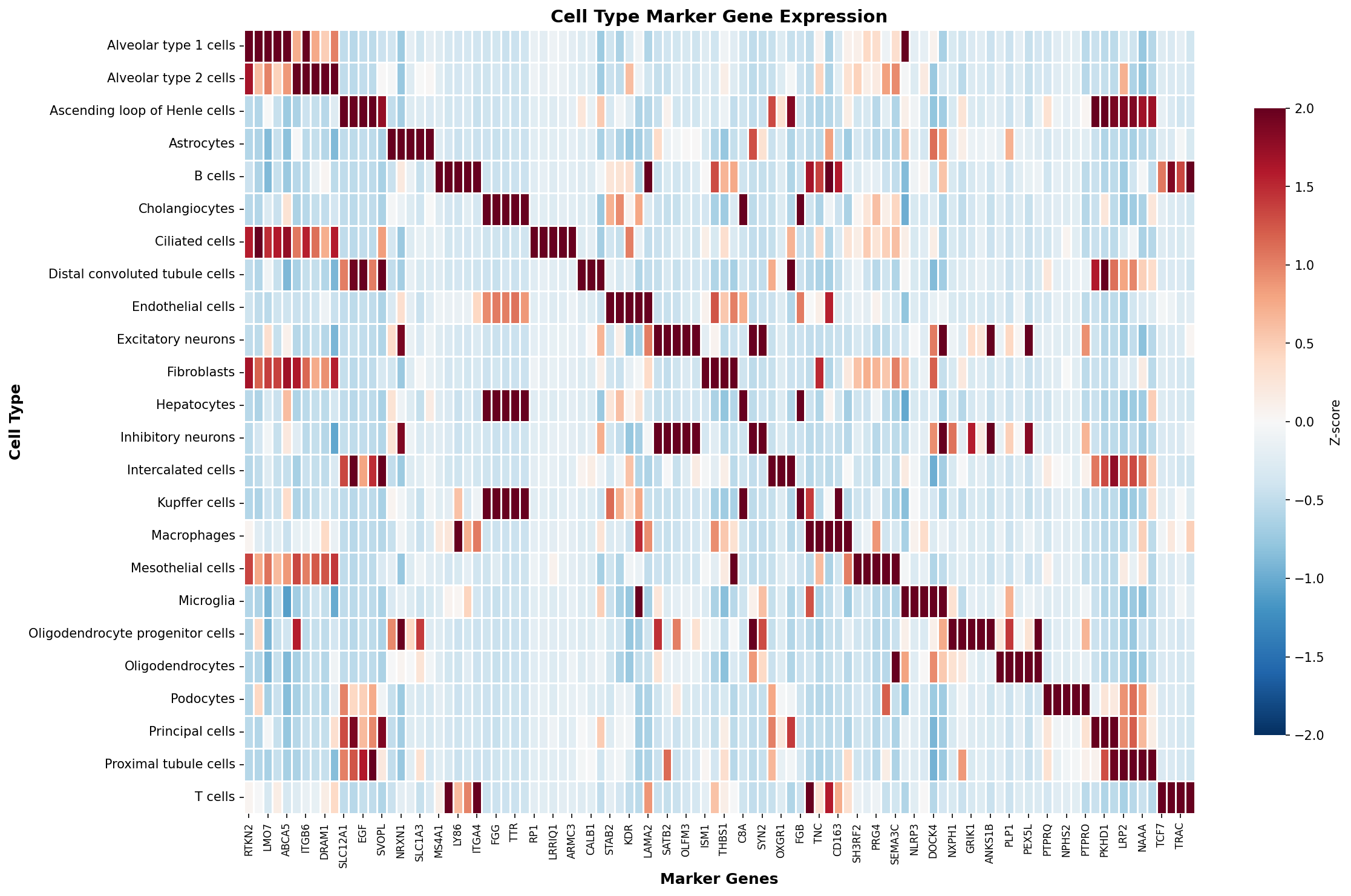 Marker Gene Heatmap