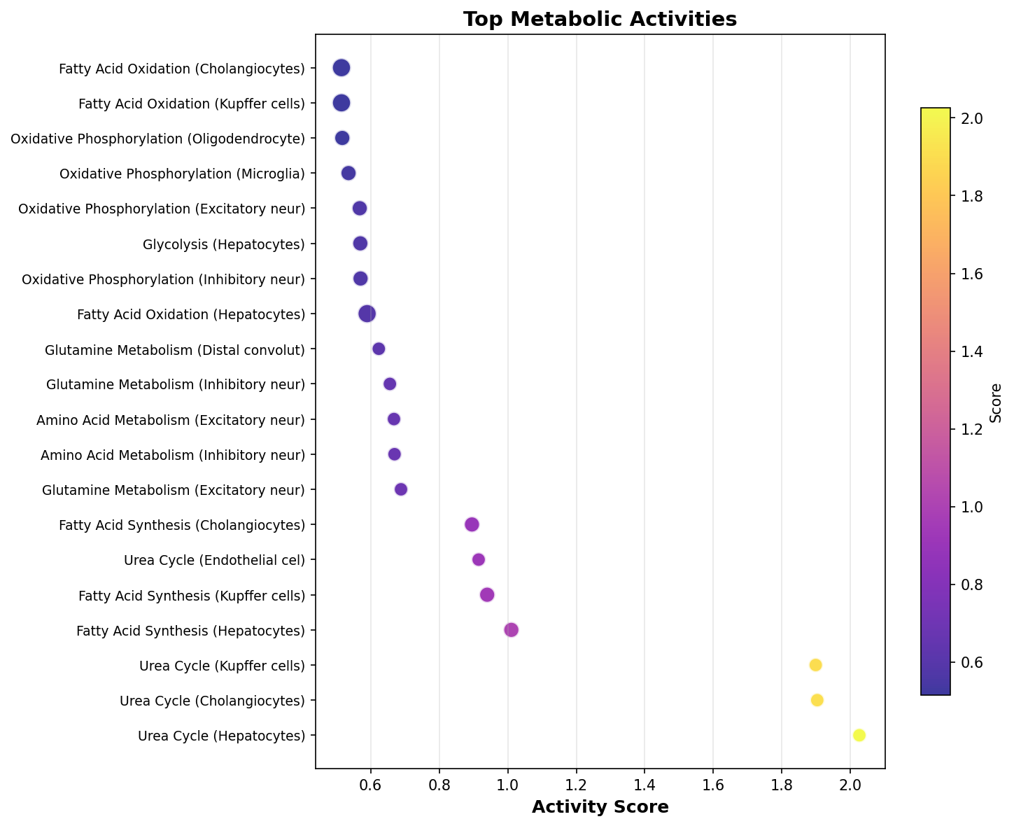 Top Metabolic Activities