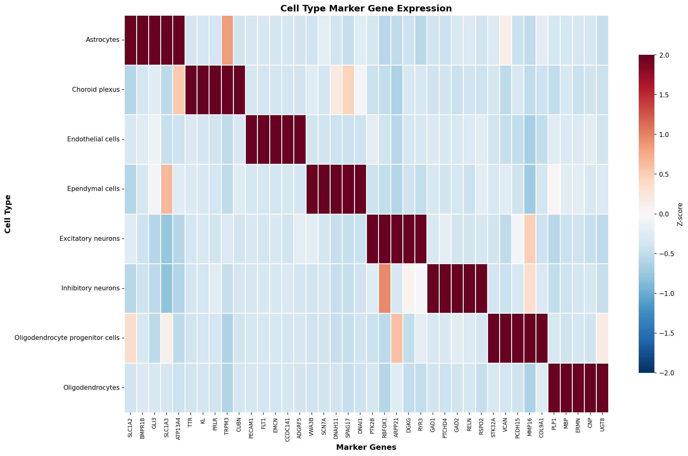 Marker Gene Heatmap