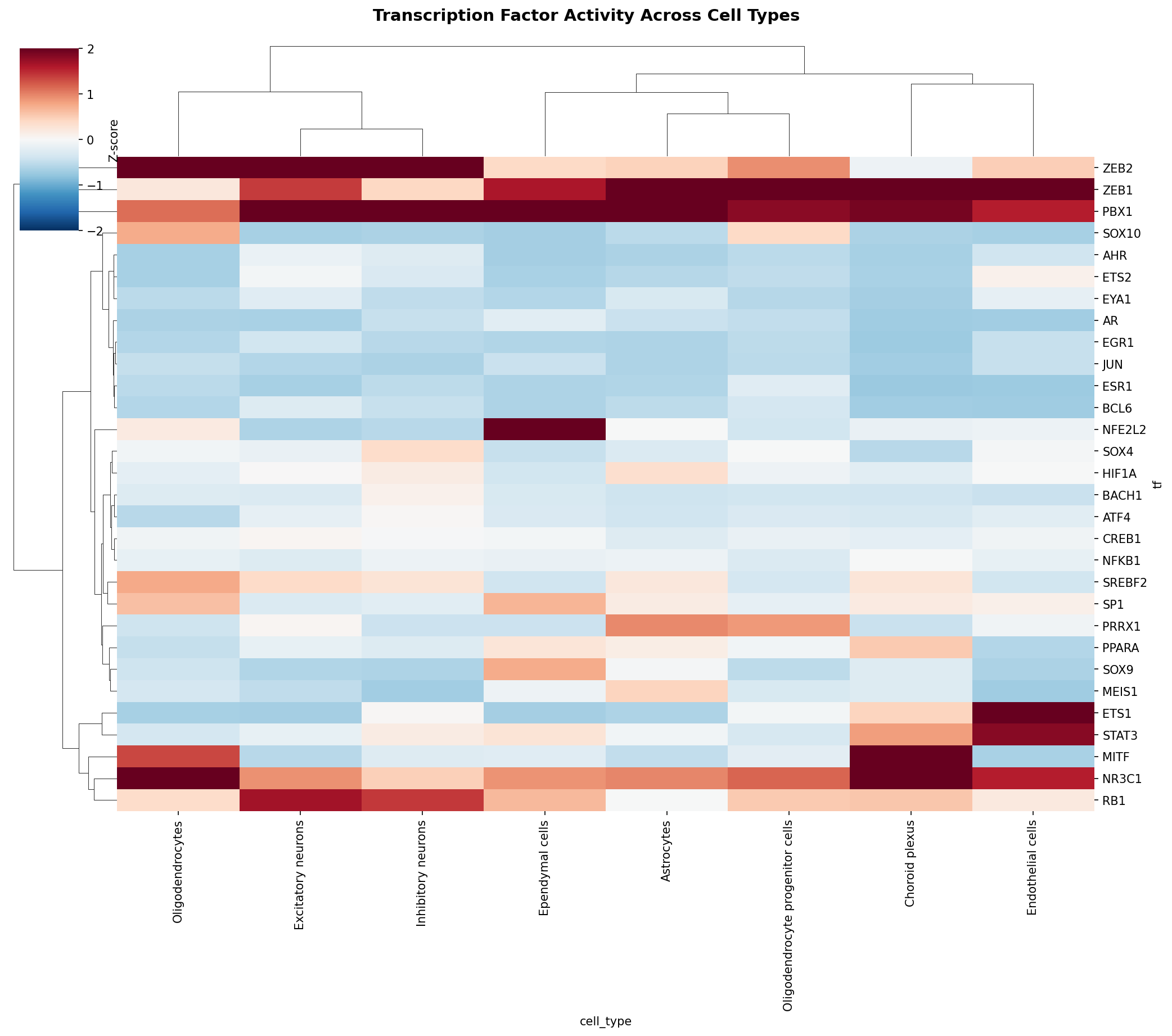 TF Activity Heatmap