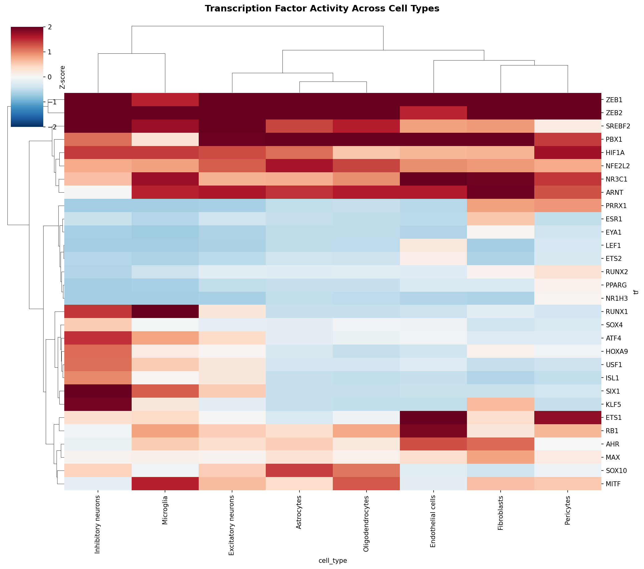 TF Activity Heatmap