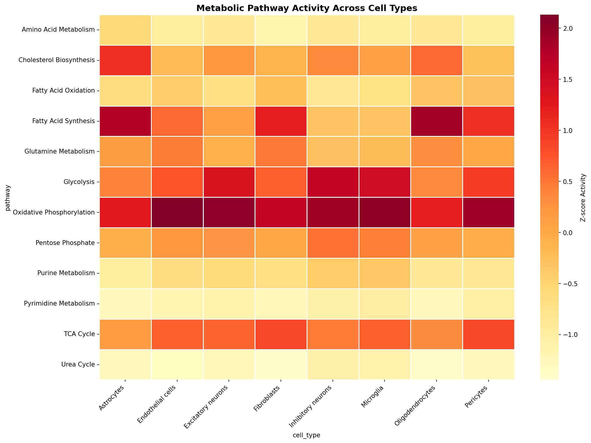 Metabolic Pathway Heatmap