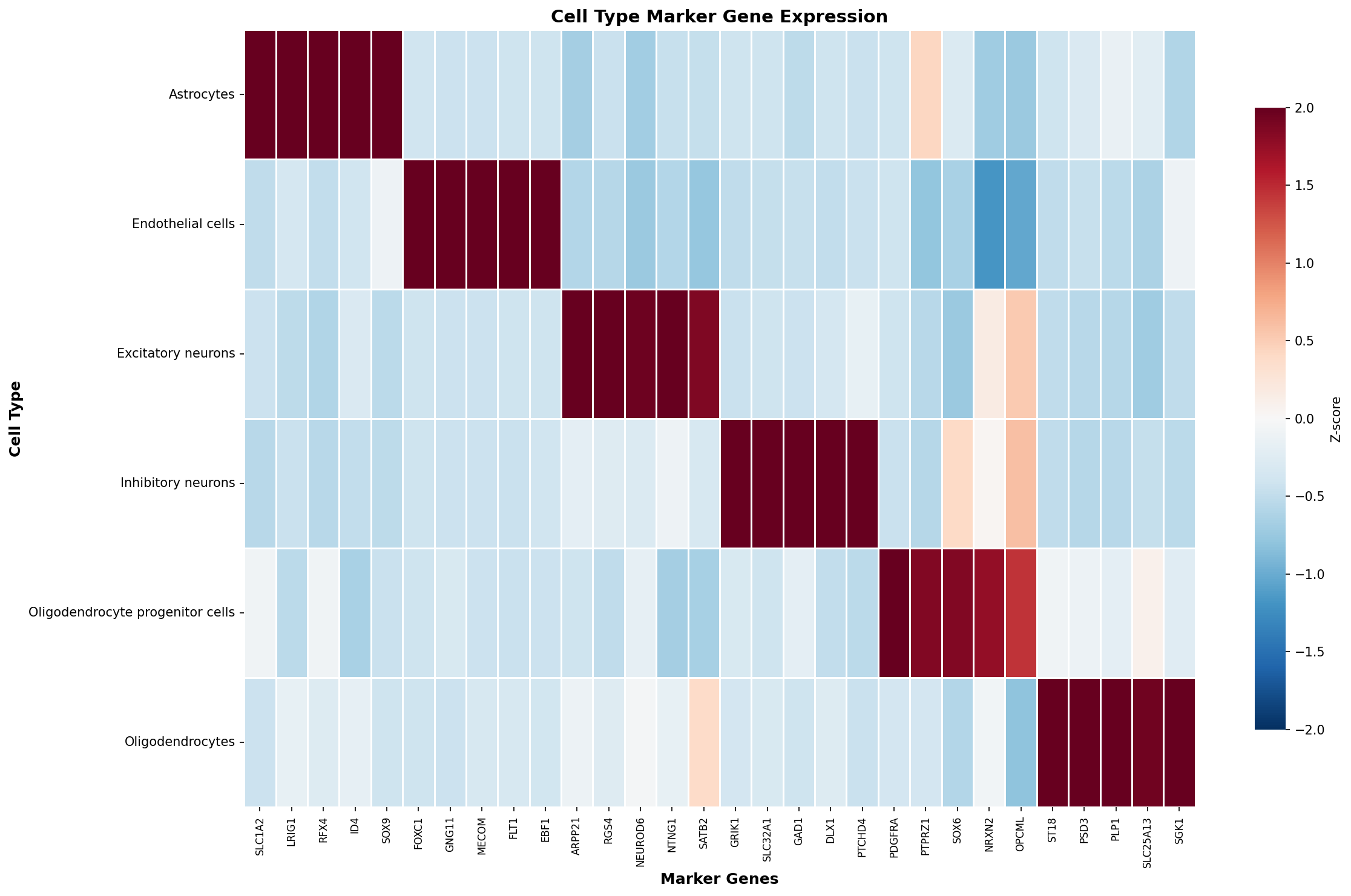 Marker Gene Heatmap