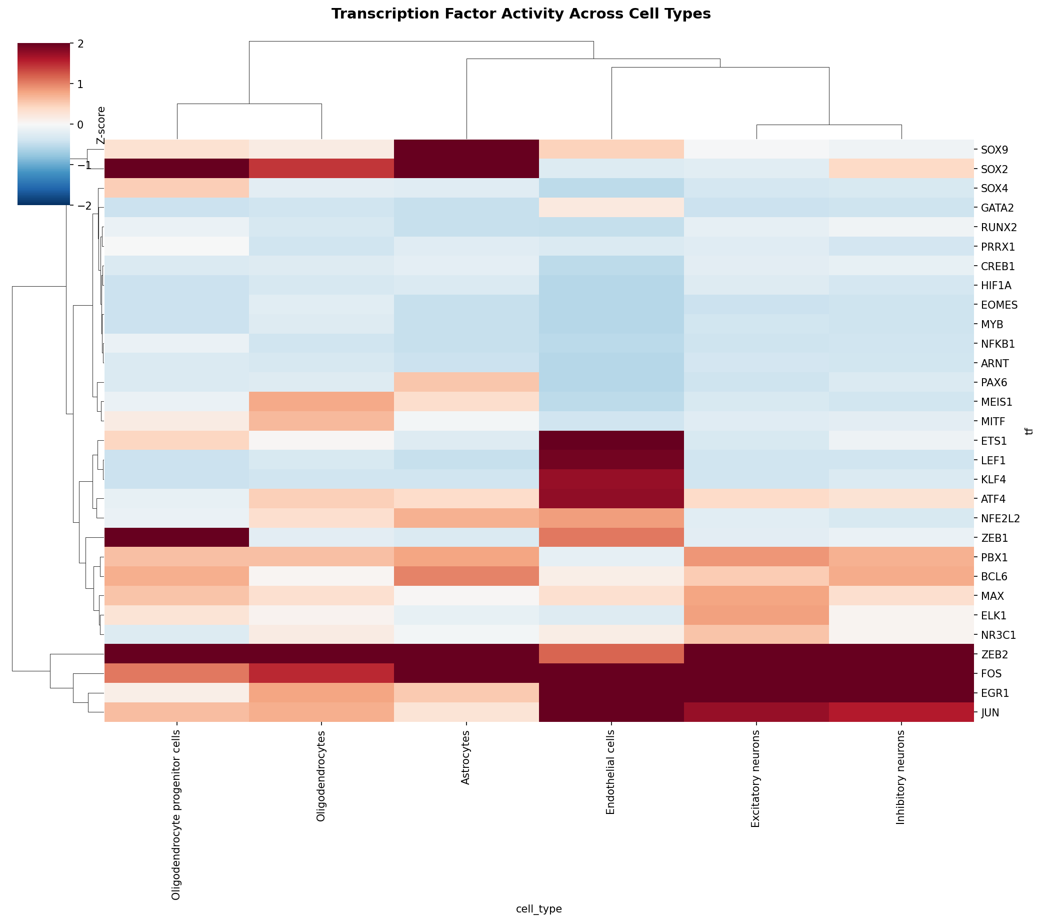 TF Activity Heatmap