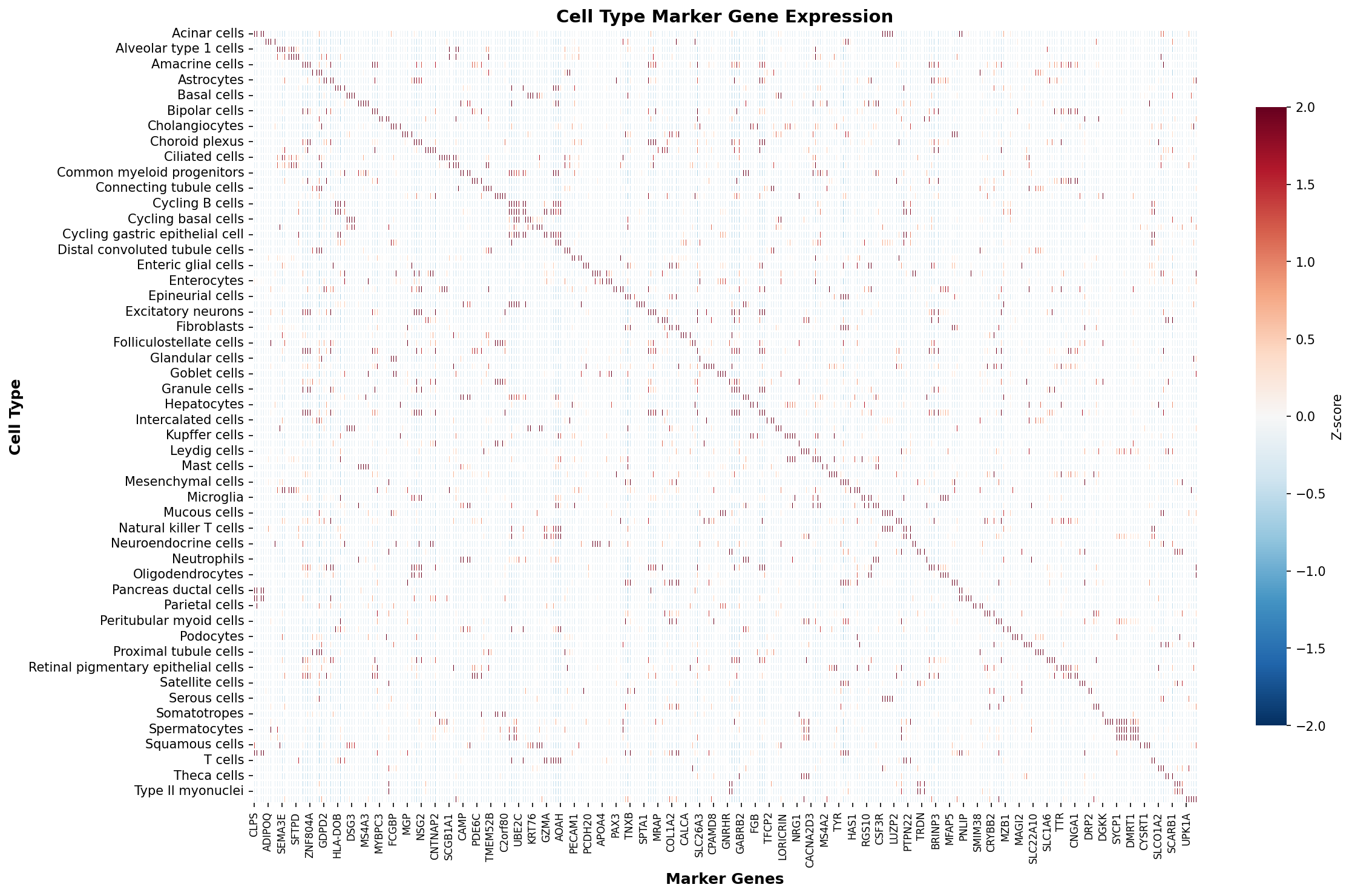 Marker Gene Heatmap