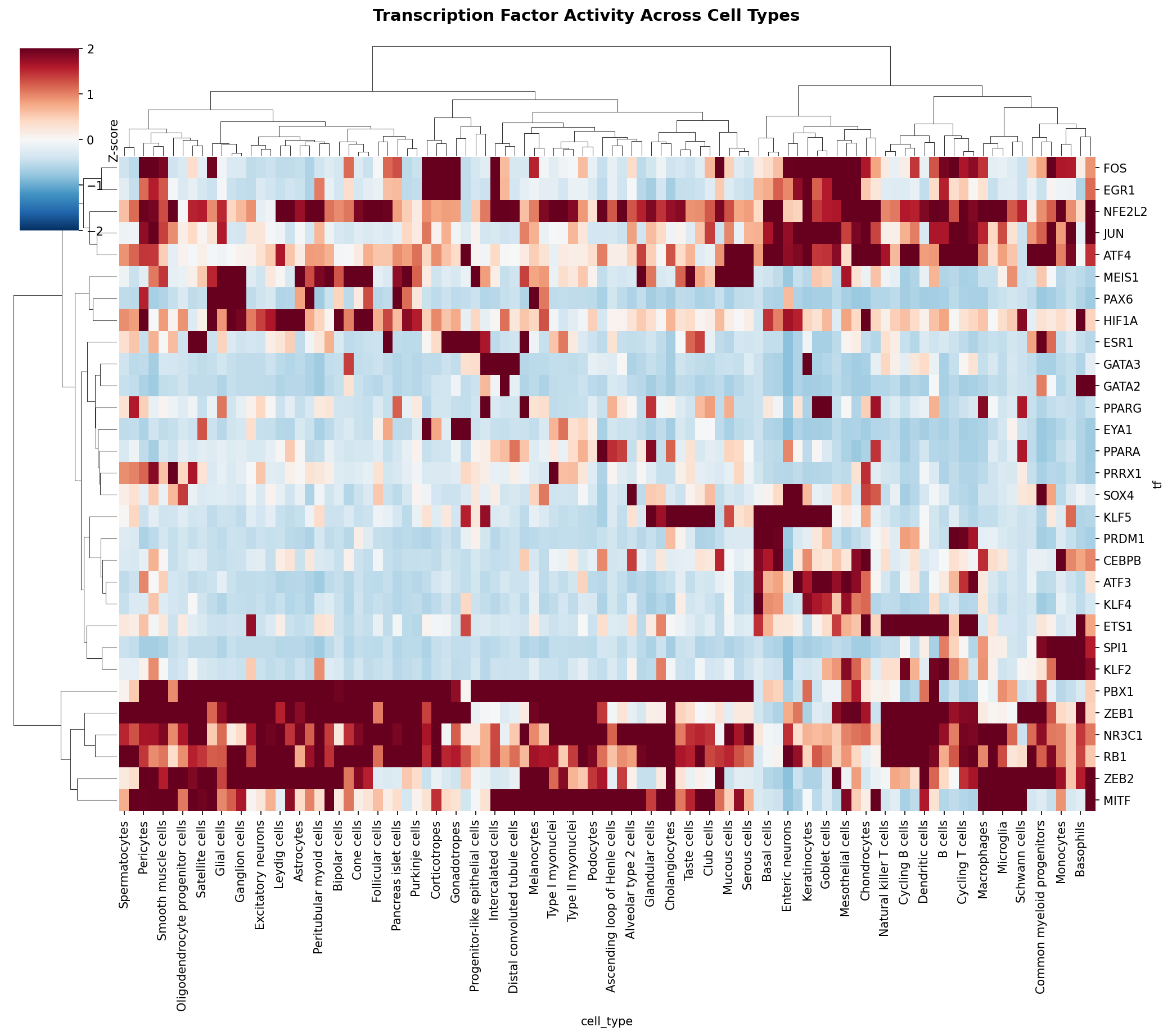 TF Activity Heatmap