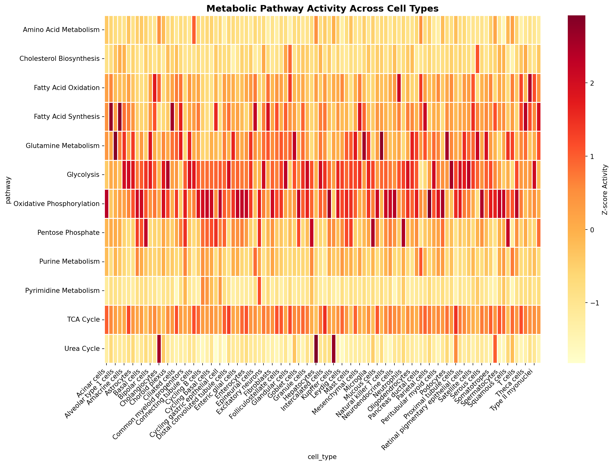 Metabolic Pathway Heatmap