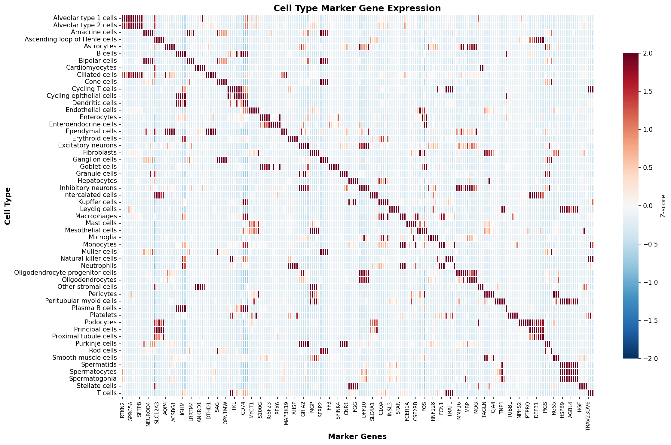 Marker Gene Heatmap