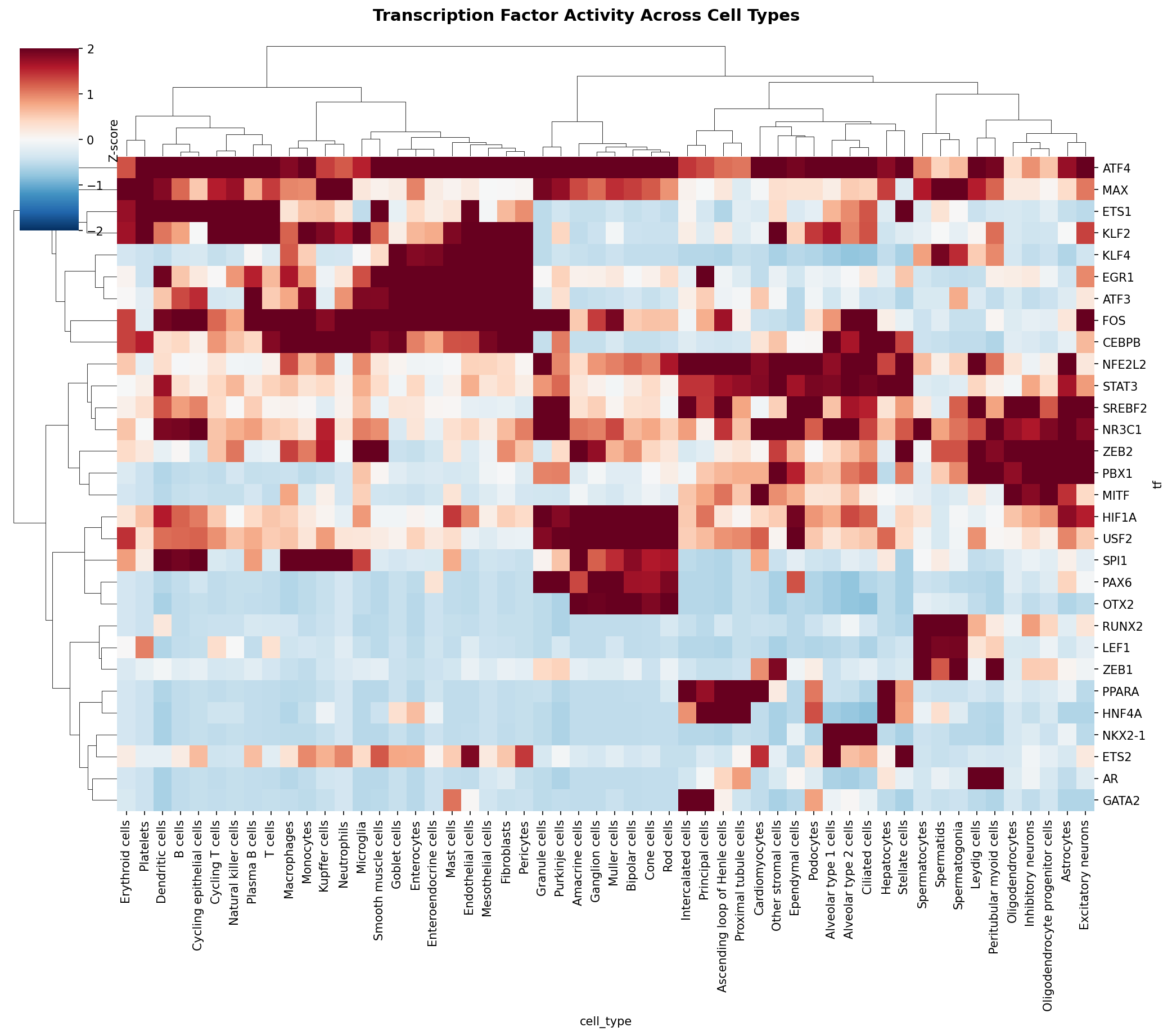 TF Activity Heatmap