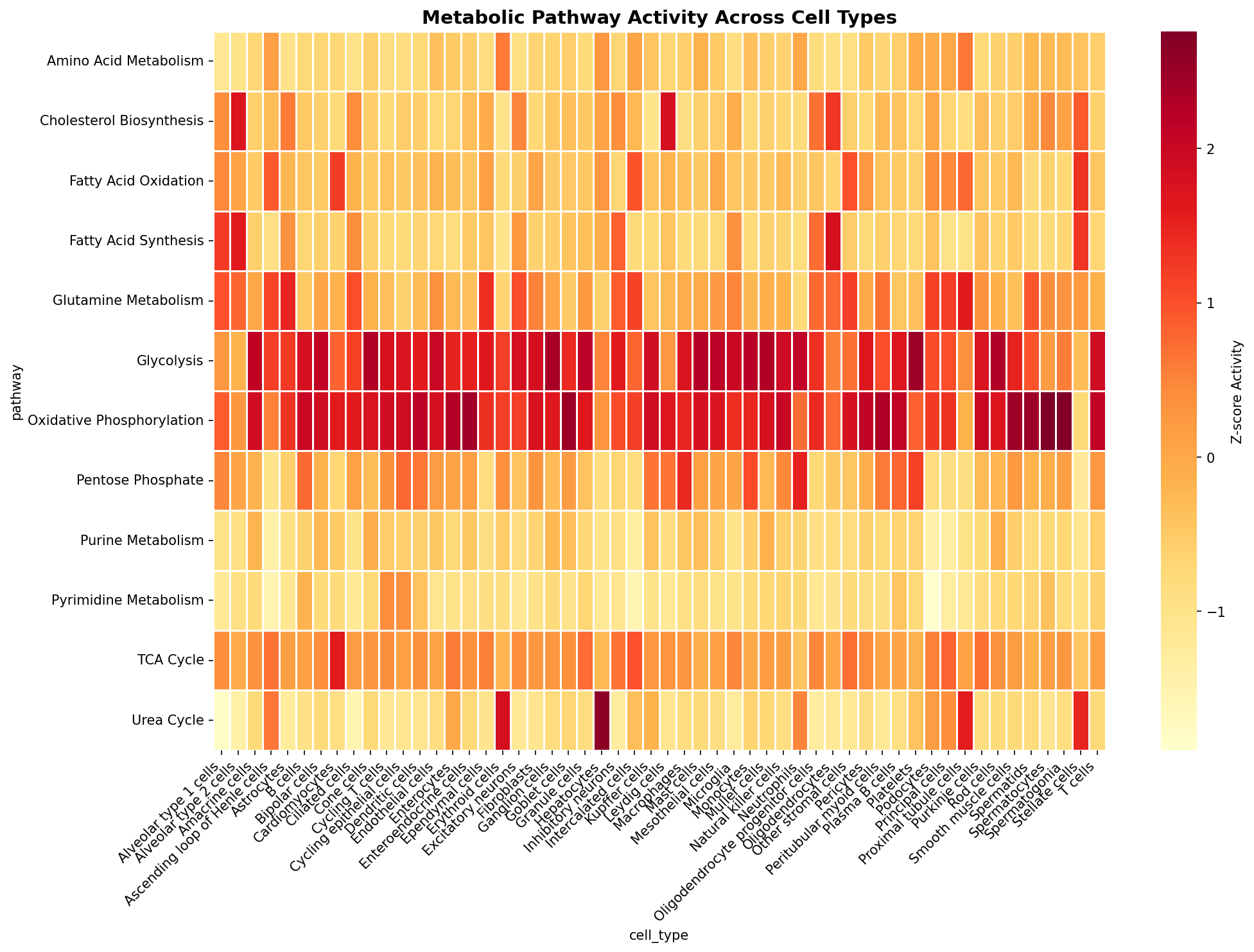 Metabolic Pathway Heatmap