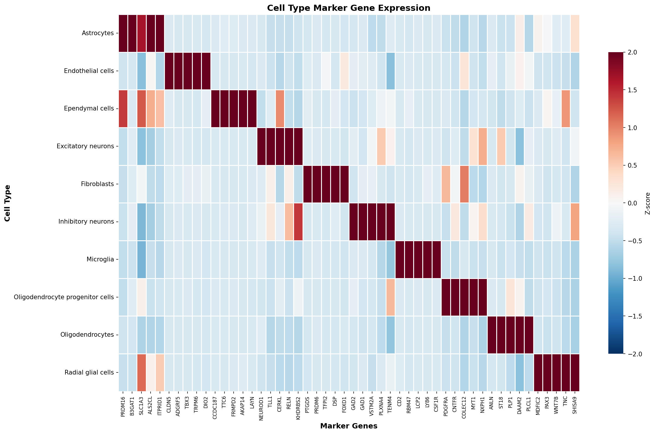 Marker Gene Heatmap