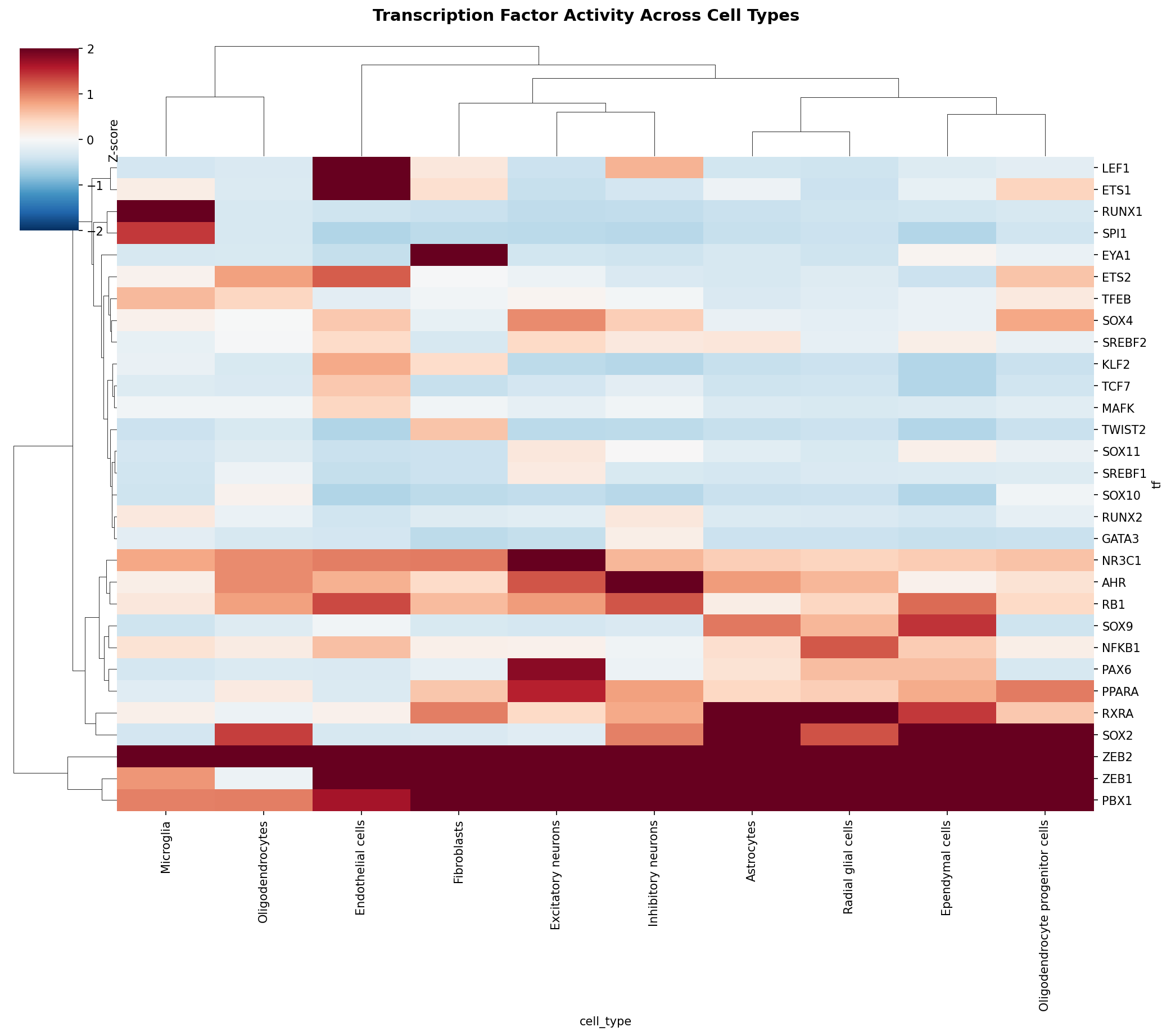TF Activity Heatmap