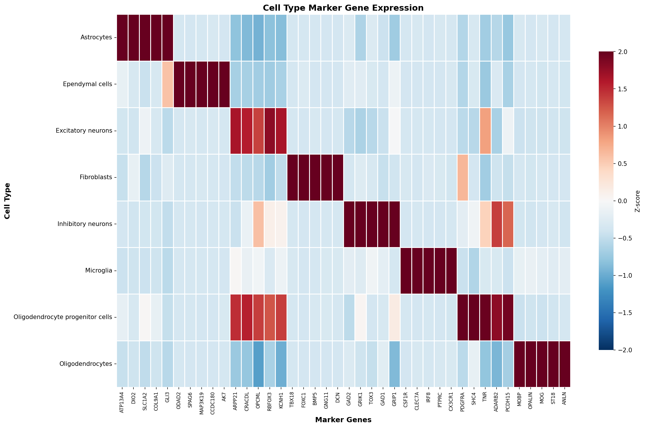 Marker Gene Heatmap