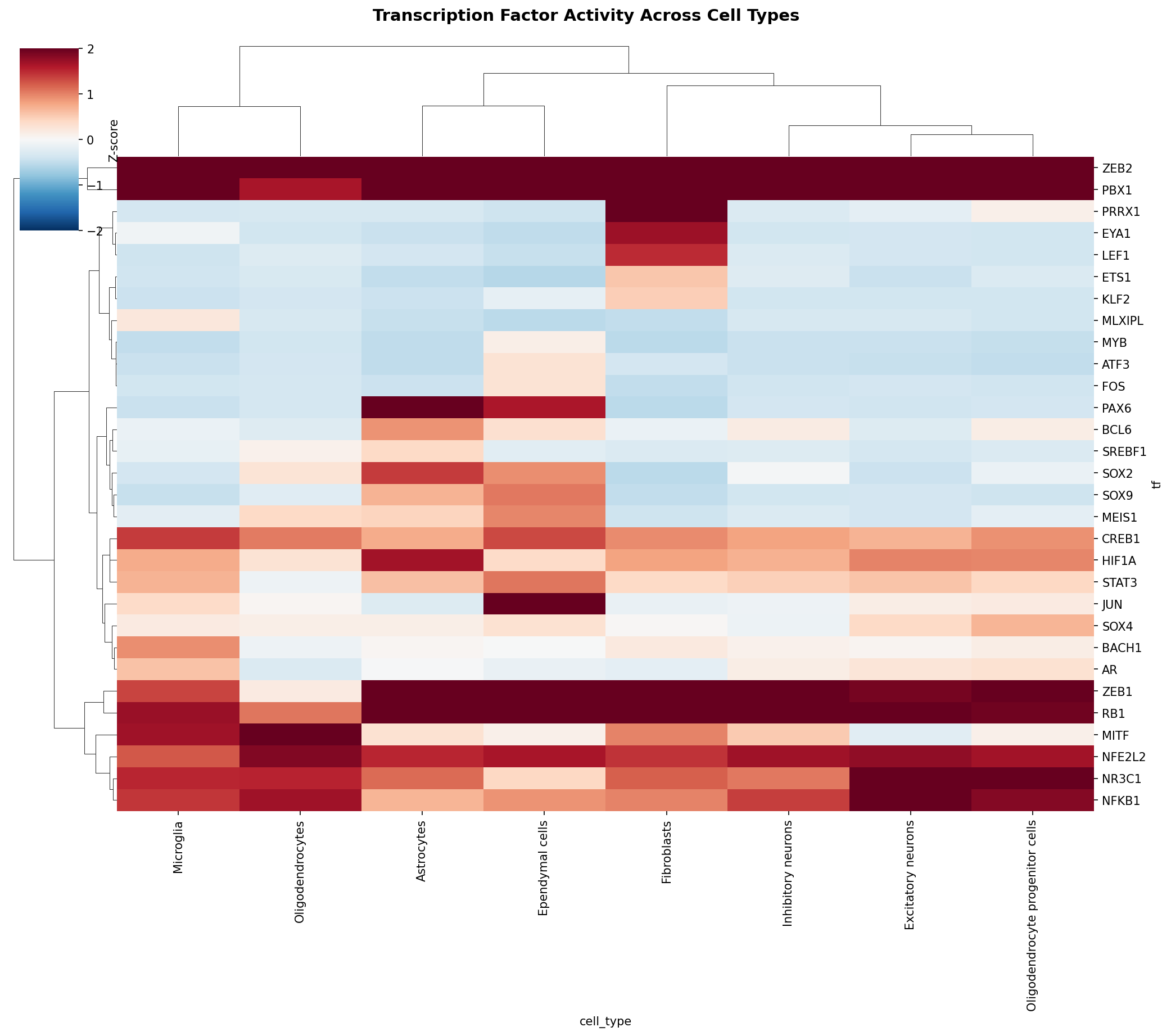 TF Activity Heatmap