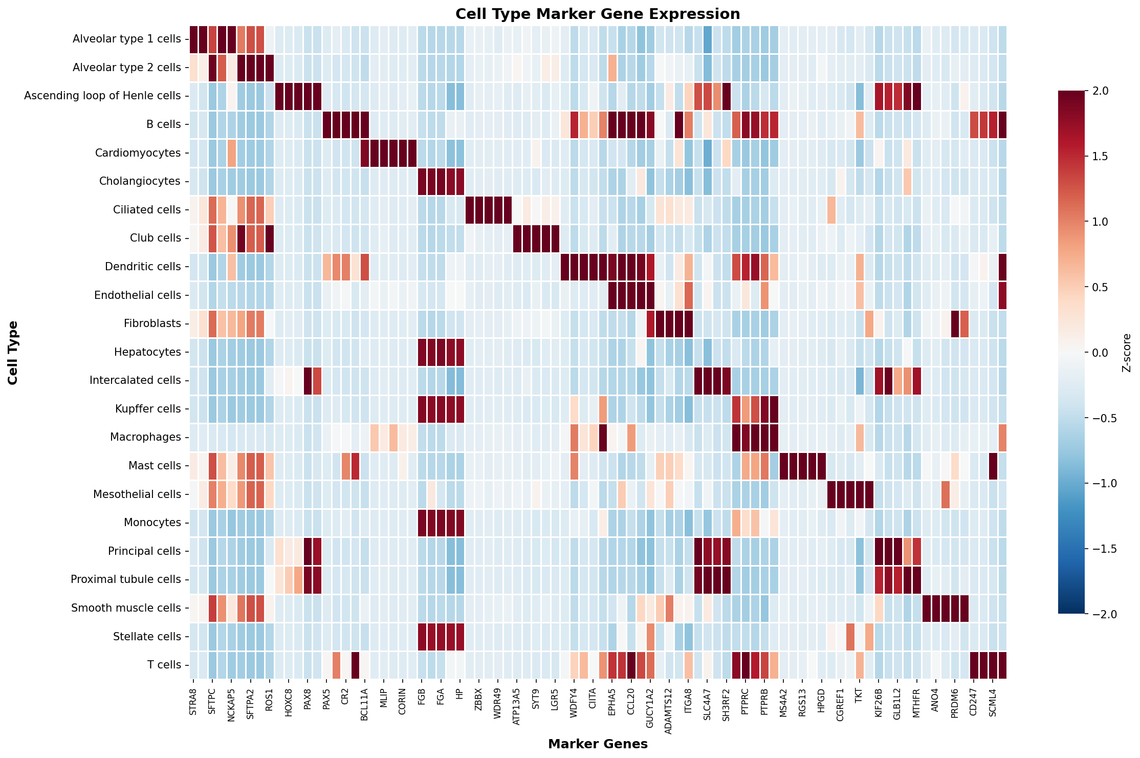 Marker Gene Heatmap