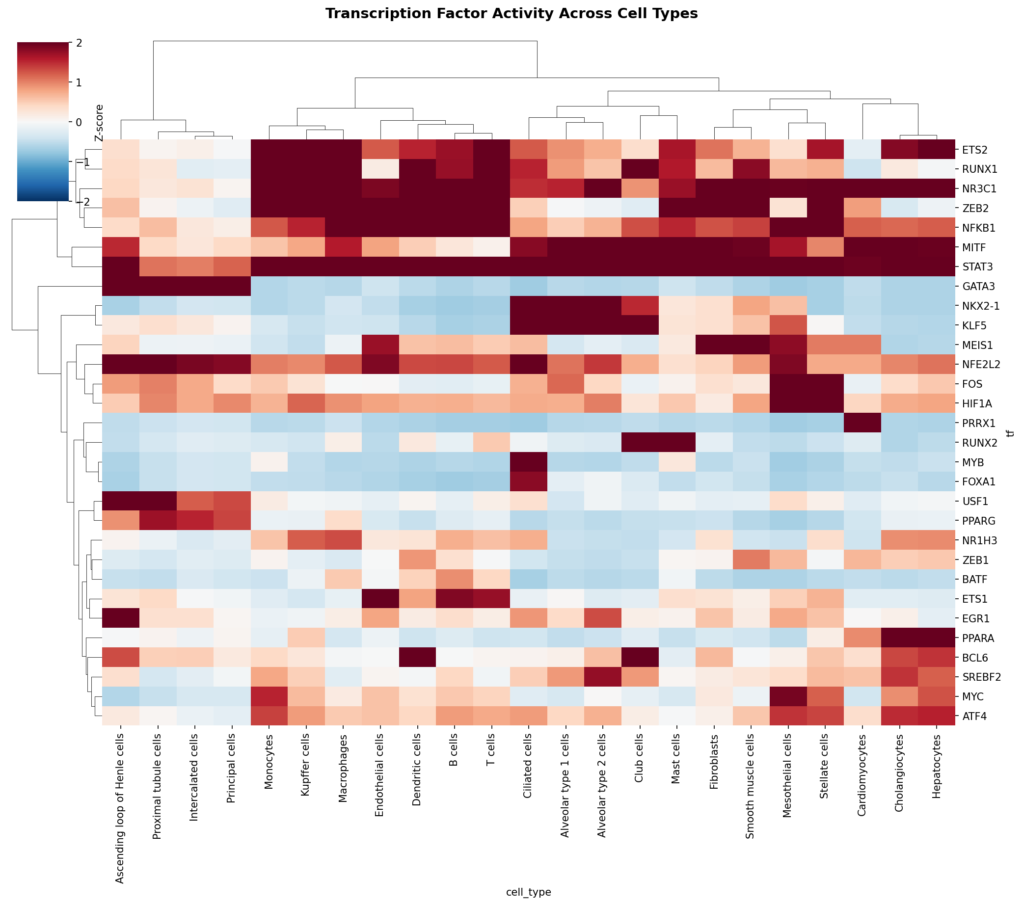TF Activity Heatmap
