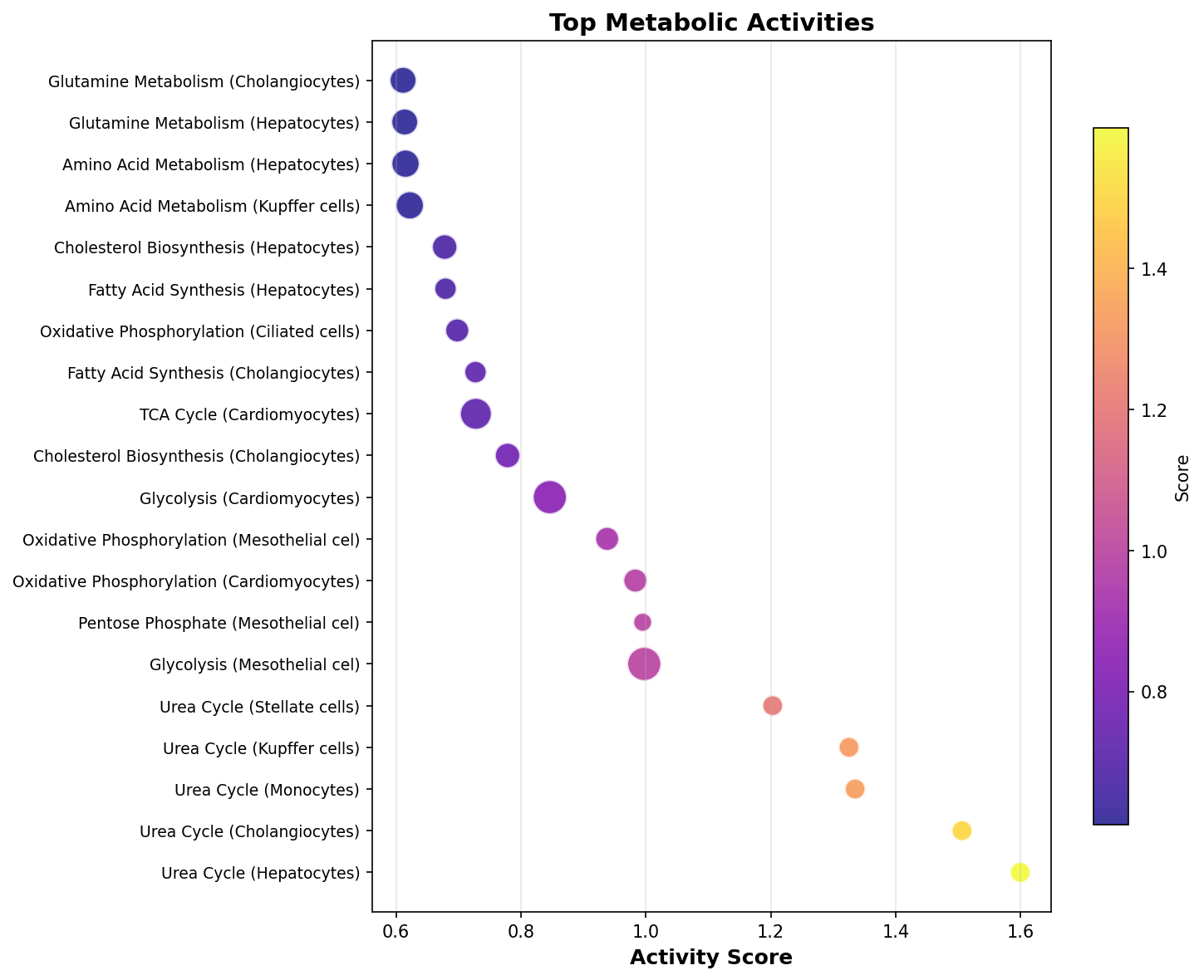 Top Metabolic Activities
