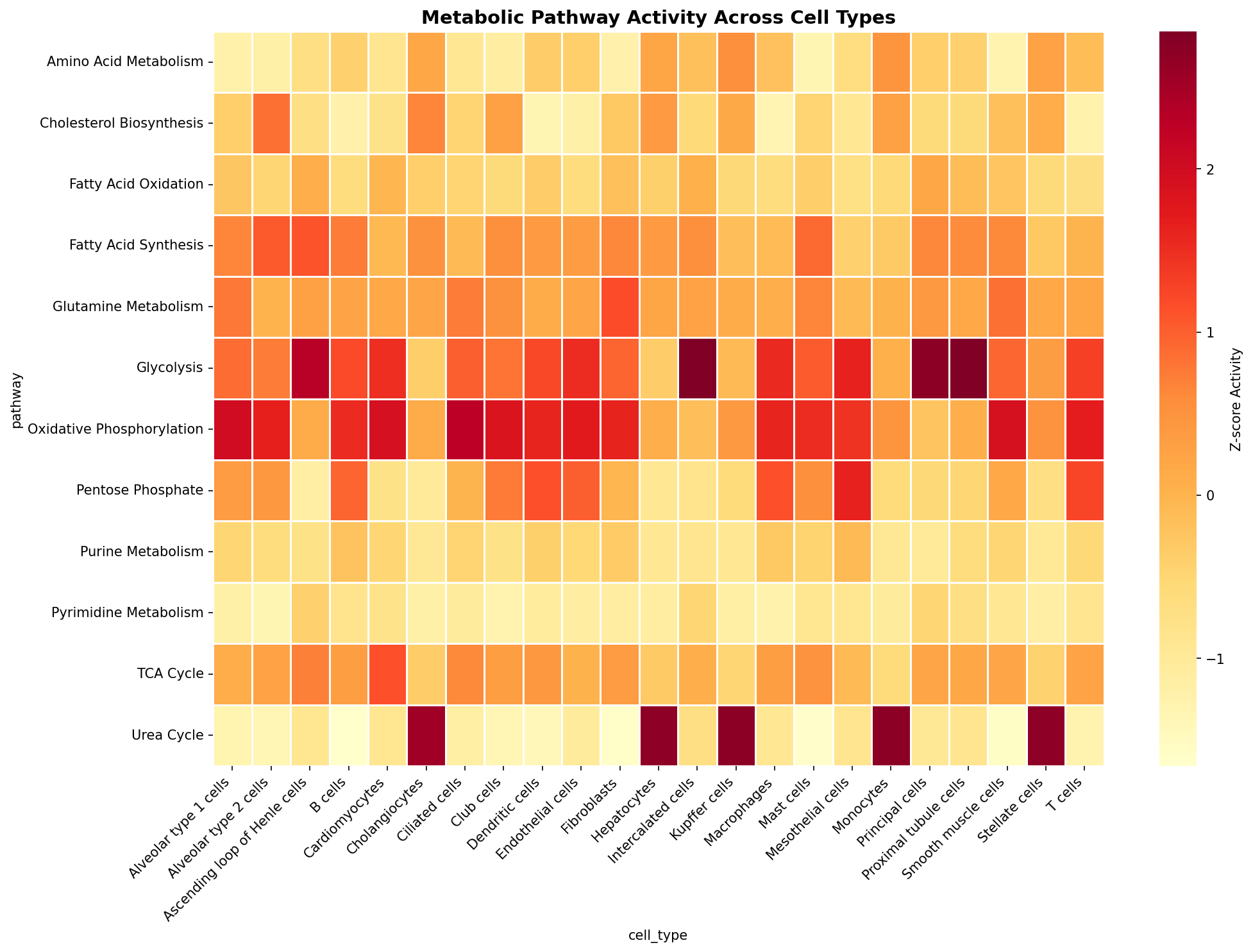 Metabolic Pathway Heatmap