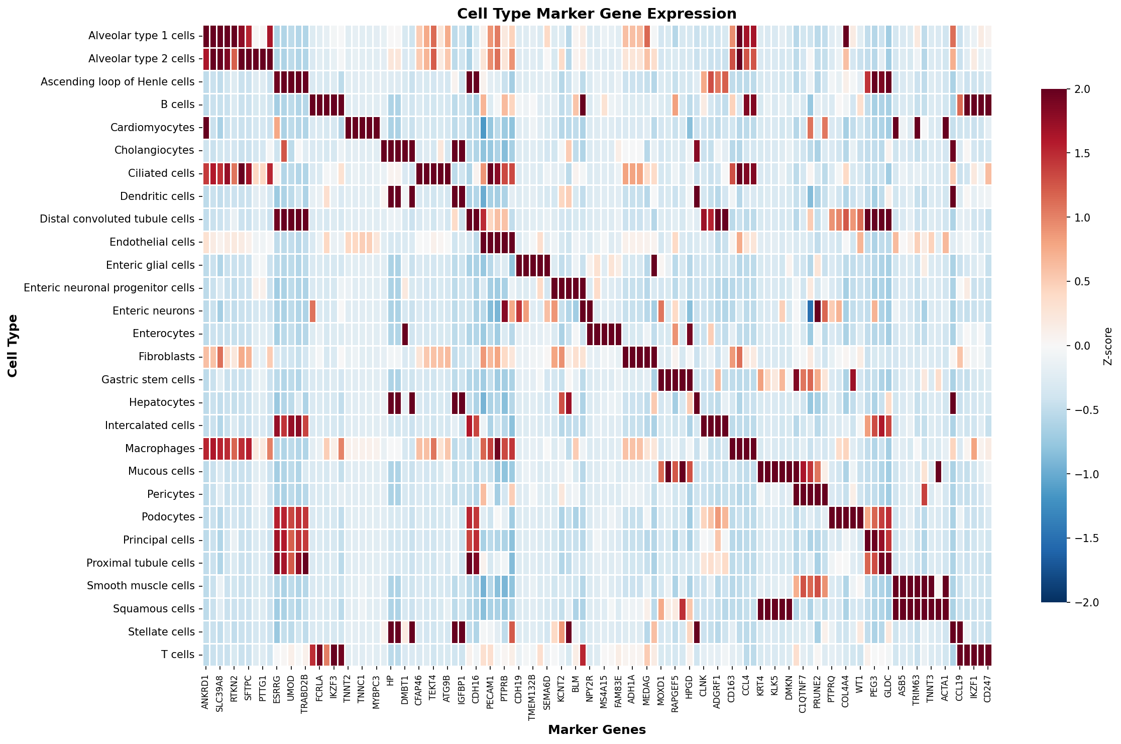 Marker Gene Heatmap