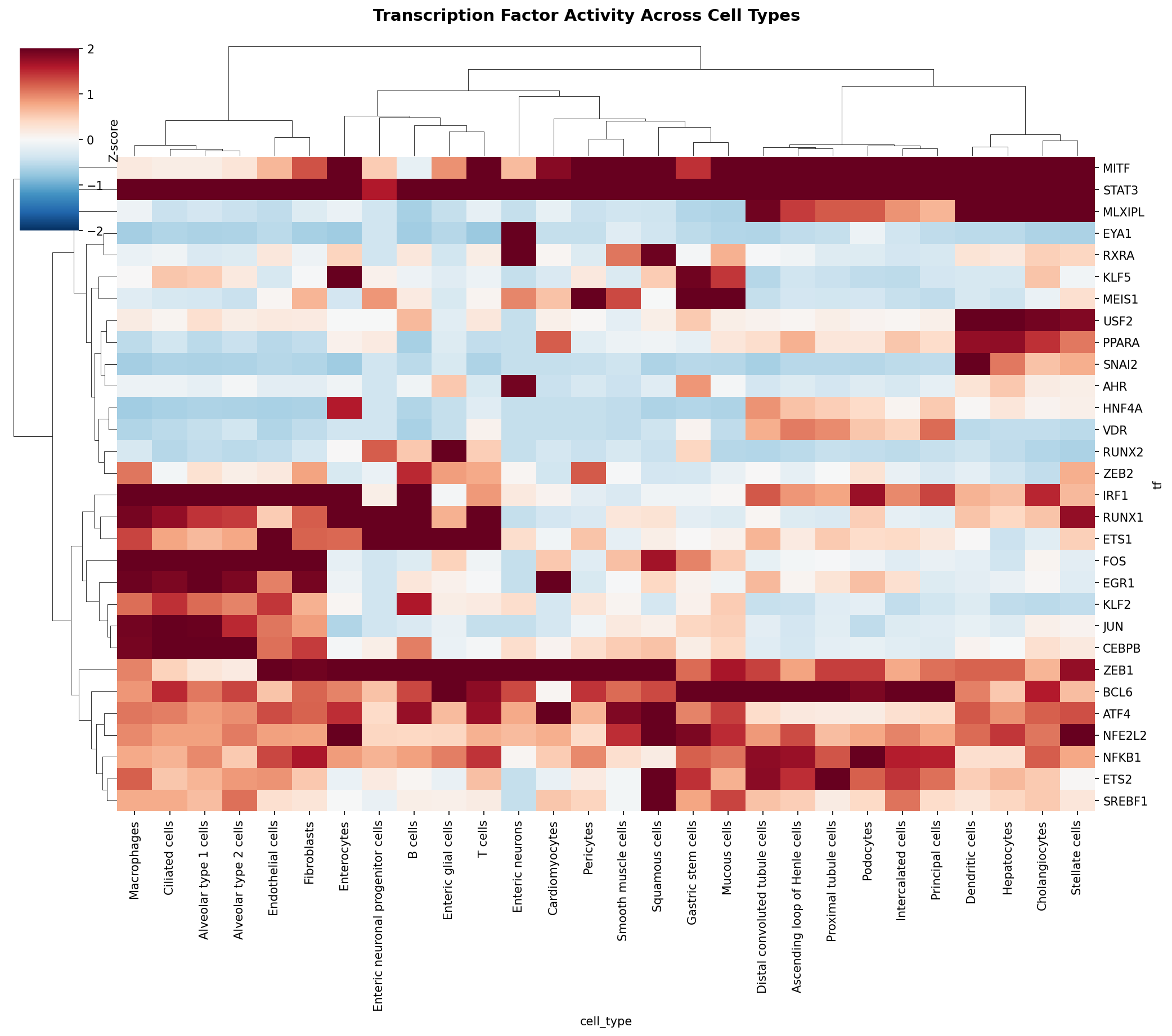 TF Activity Heatmap