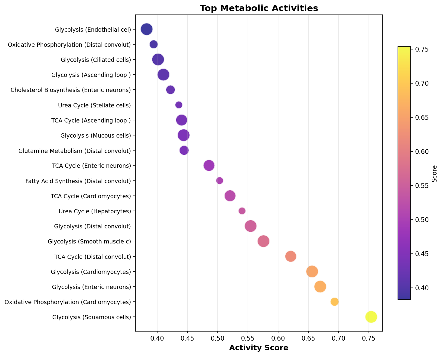 Top Metabolic Activities