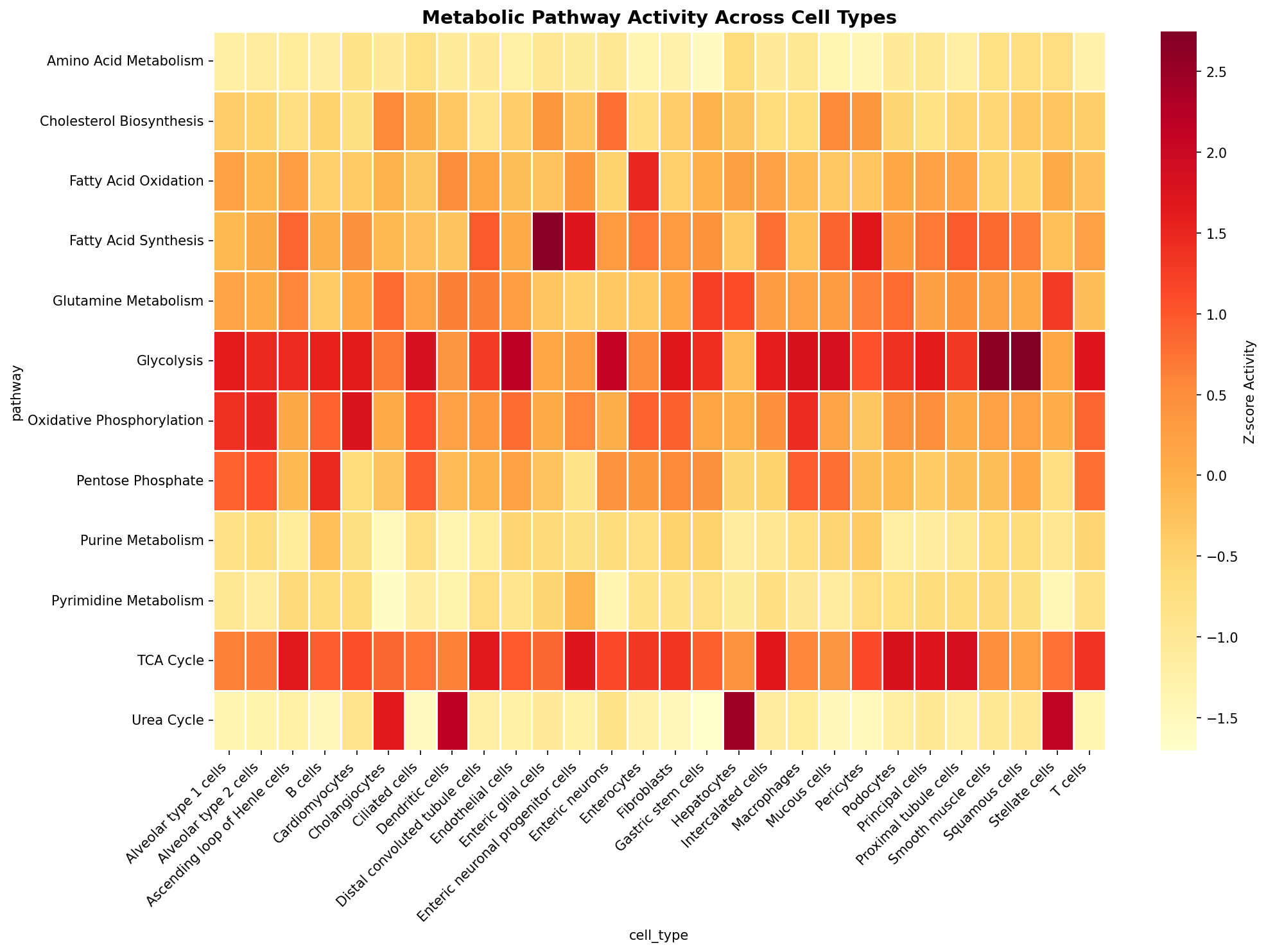 Metabolic Pathway Heatmap