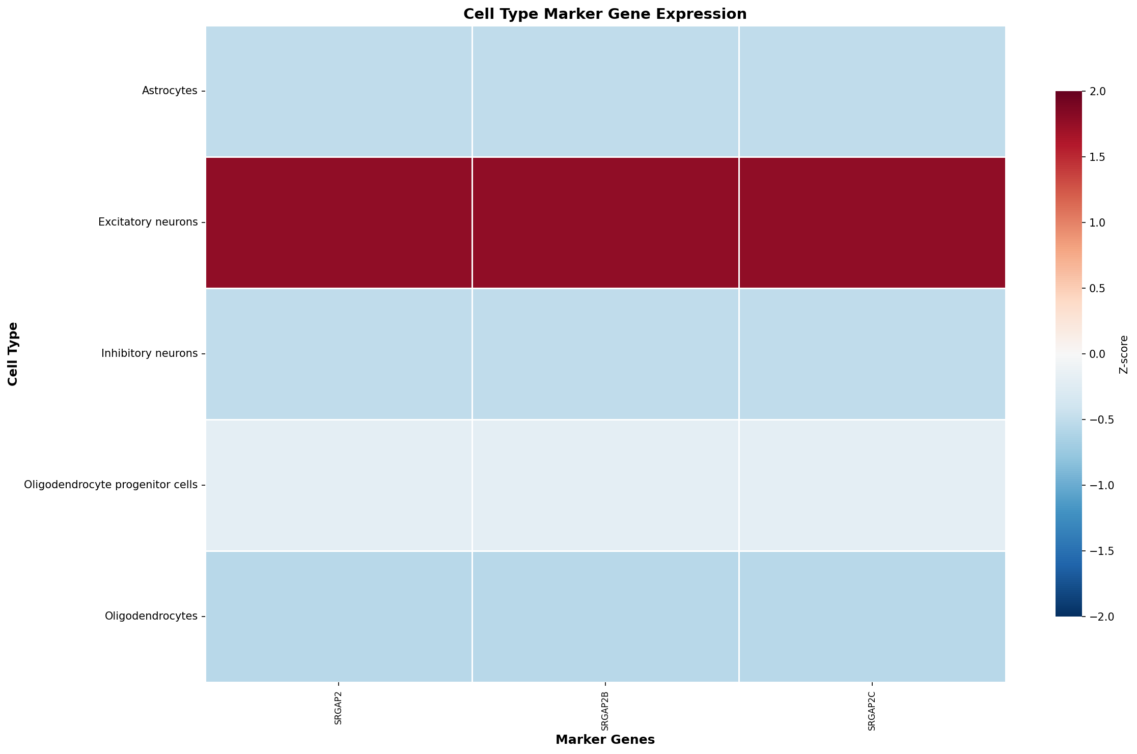 Marker Gene Heatmap
