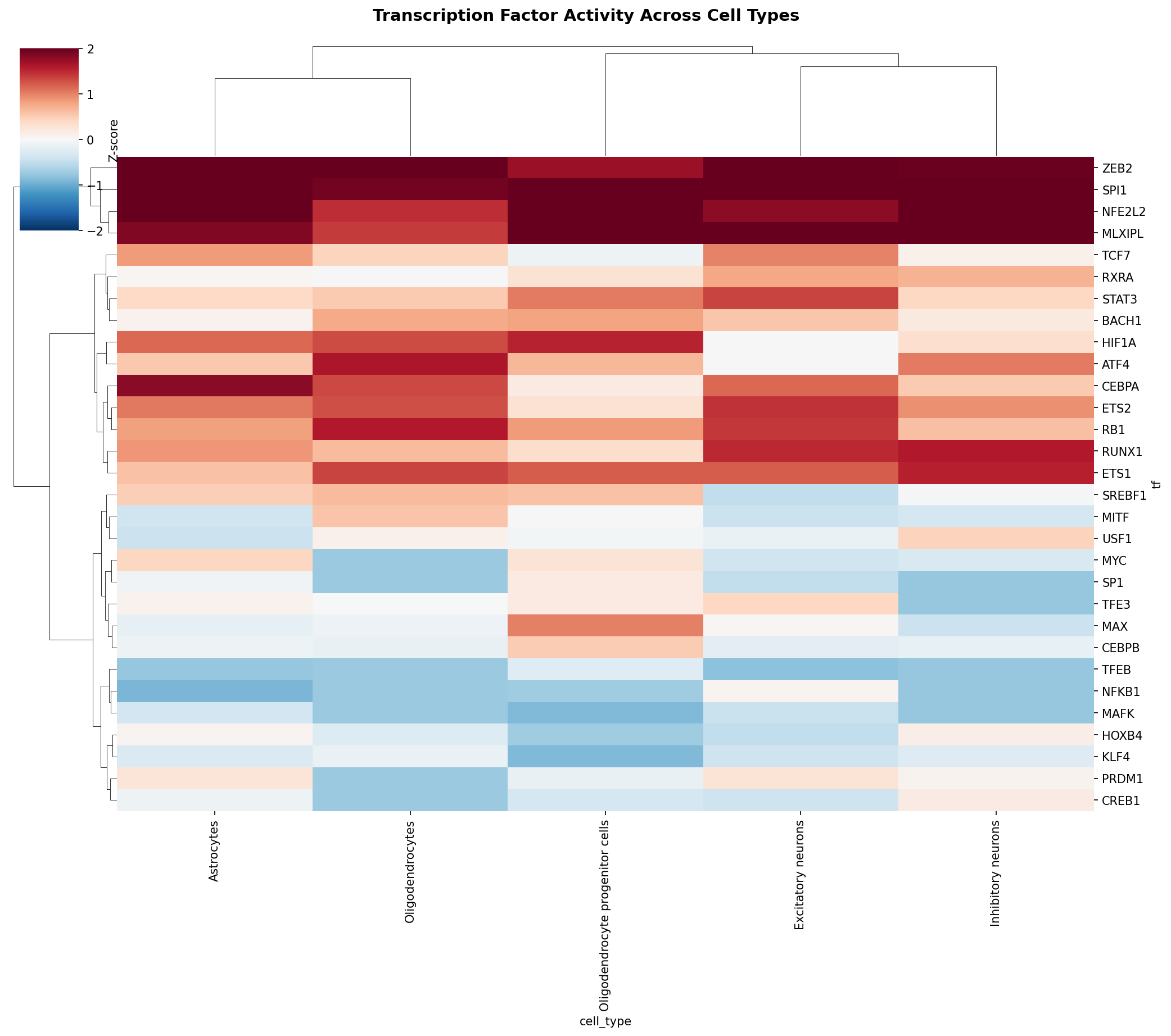 TF Activity Heatmap
