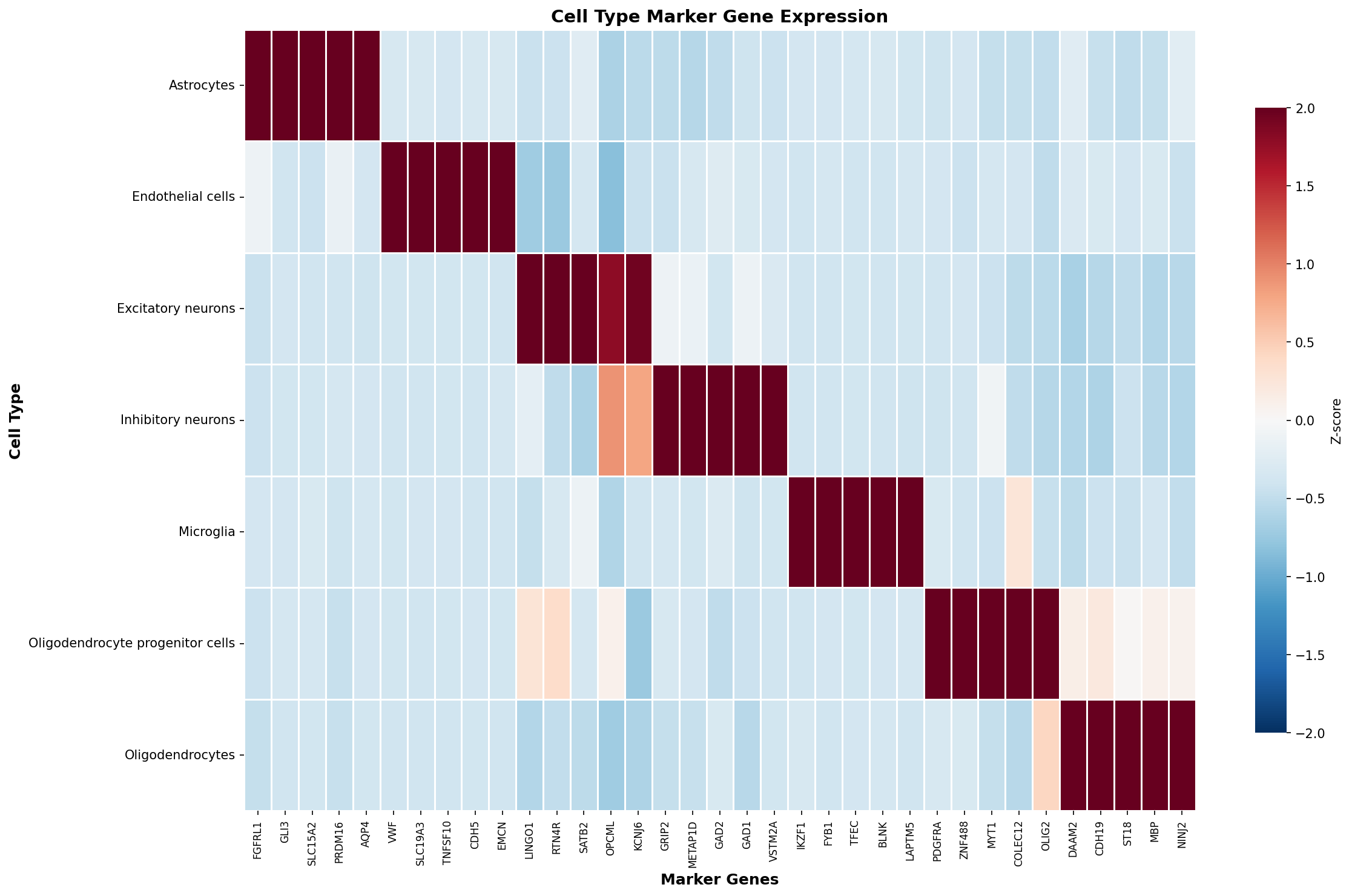 Marker Gene Heatmap