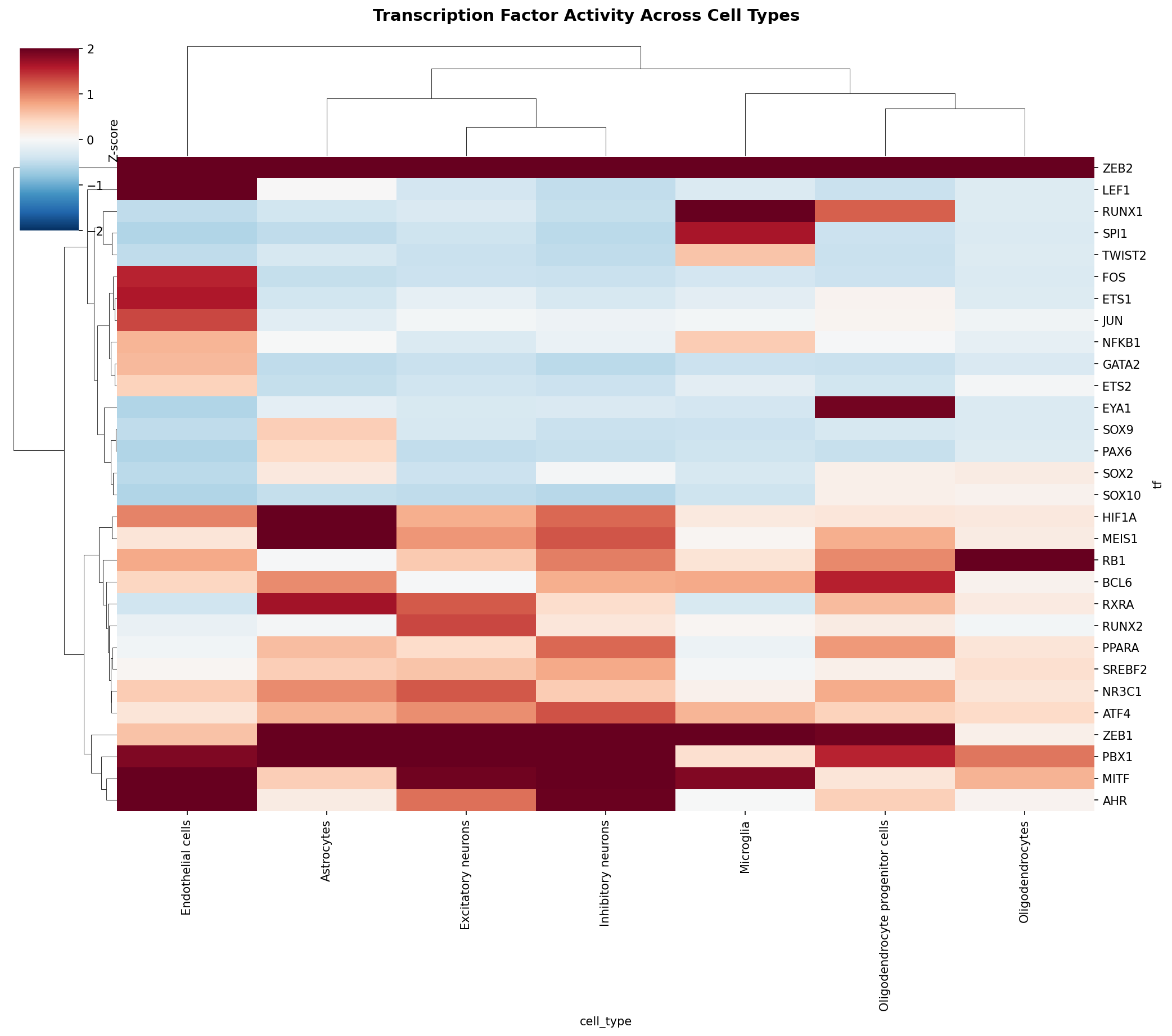 TF Activity Heatmap