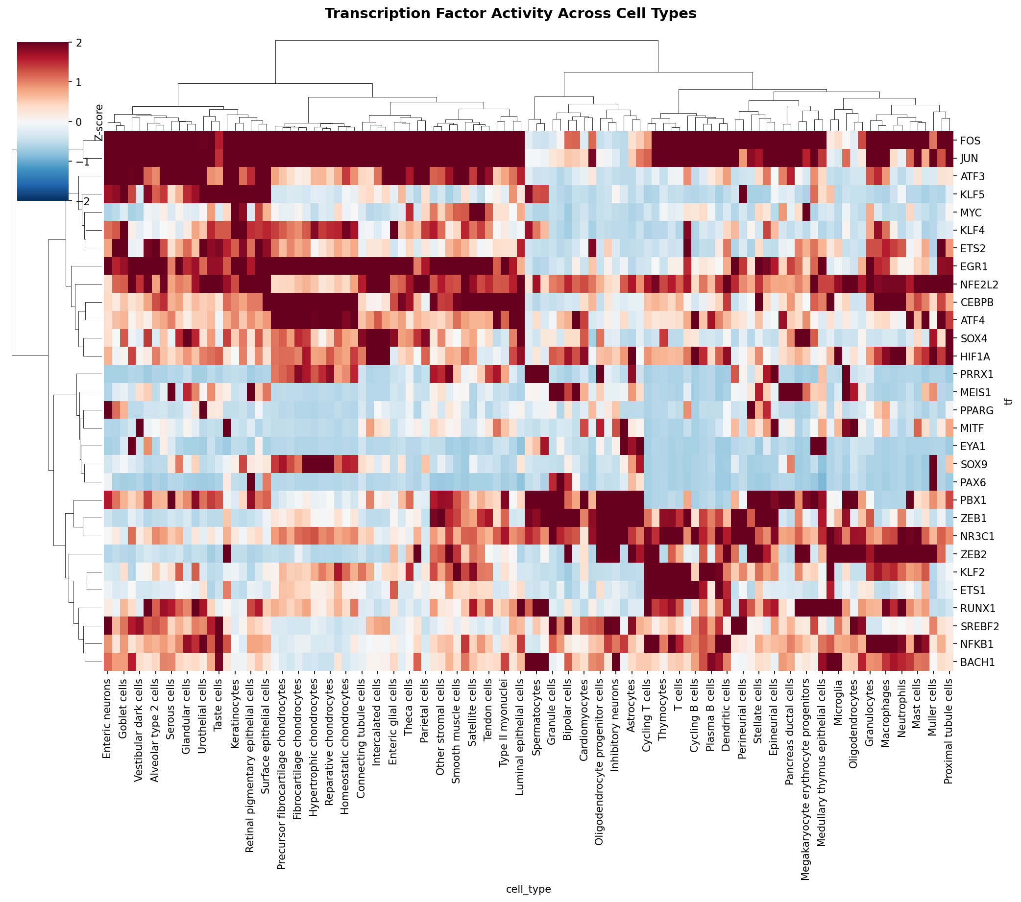 TF Activity Heatmap