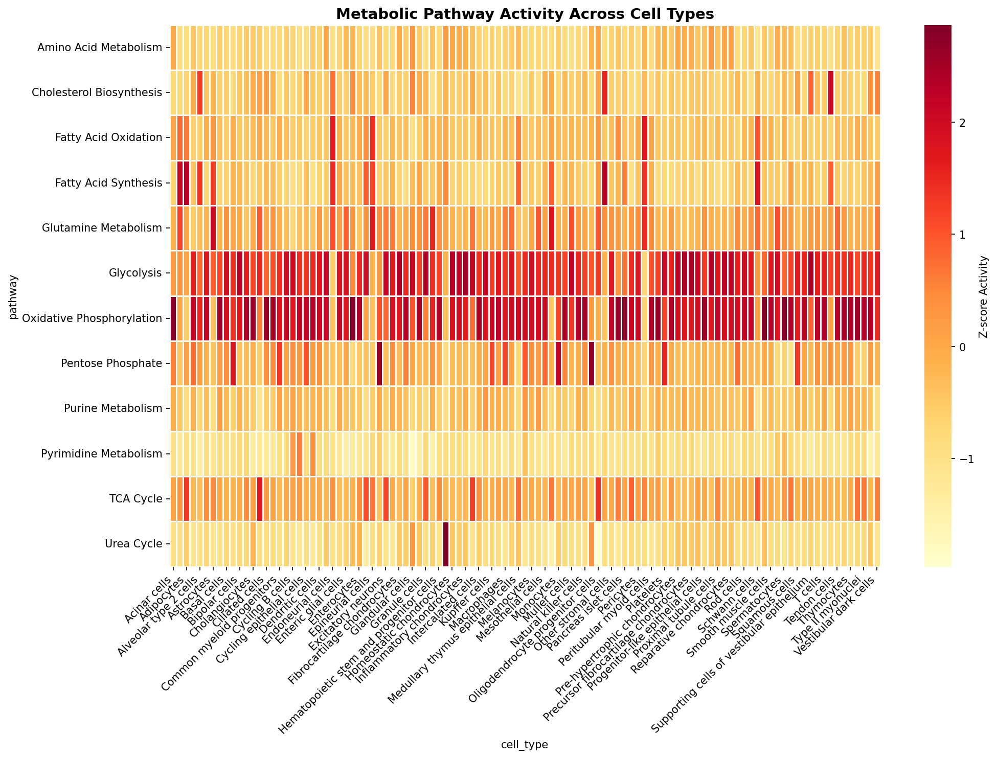 Metabolic Pathway Heatmap