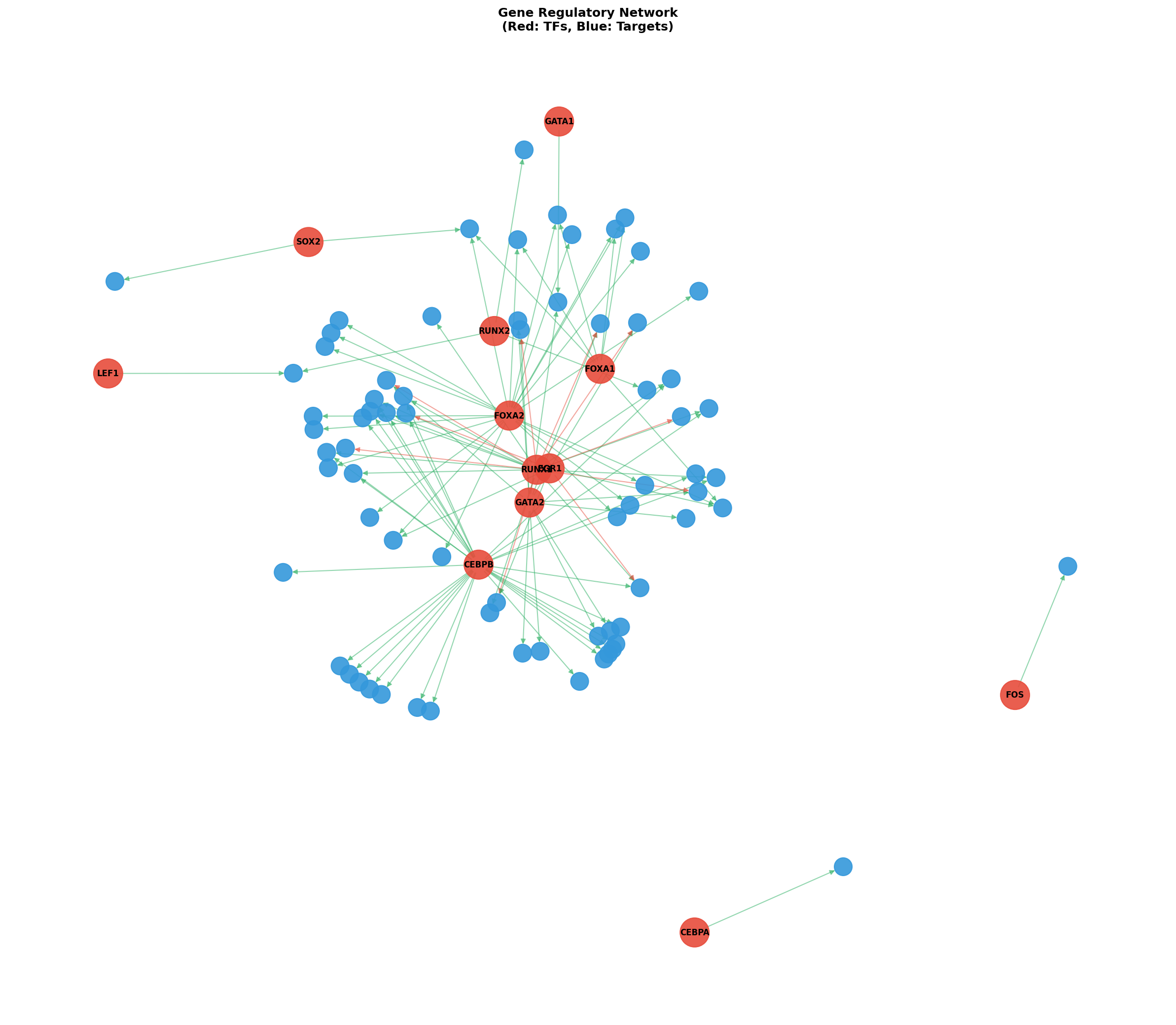 Gene Regulatory Network