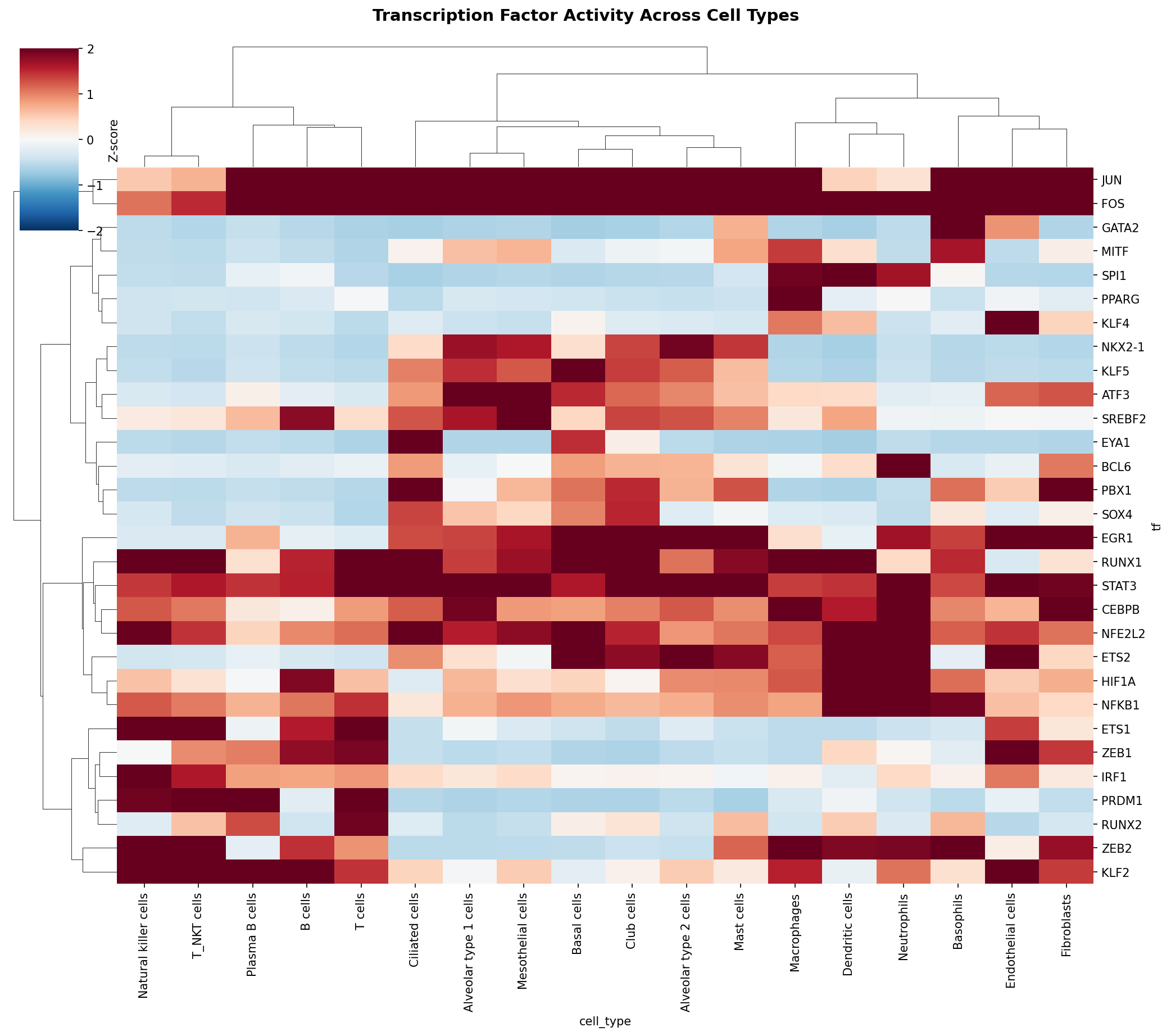 TF Activity Heatmap