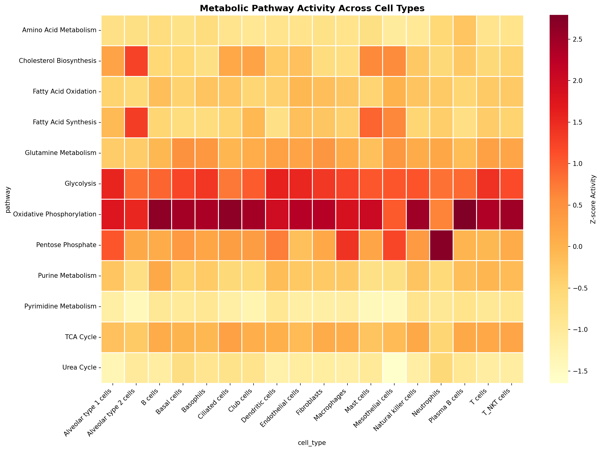 Metabolic Pathway Heatmap