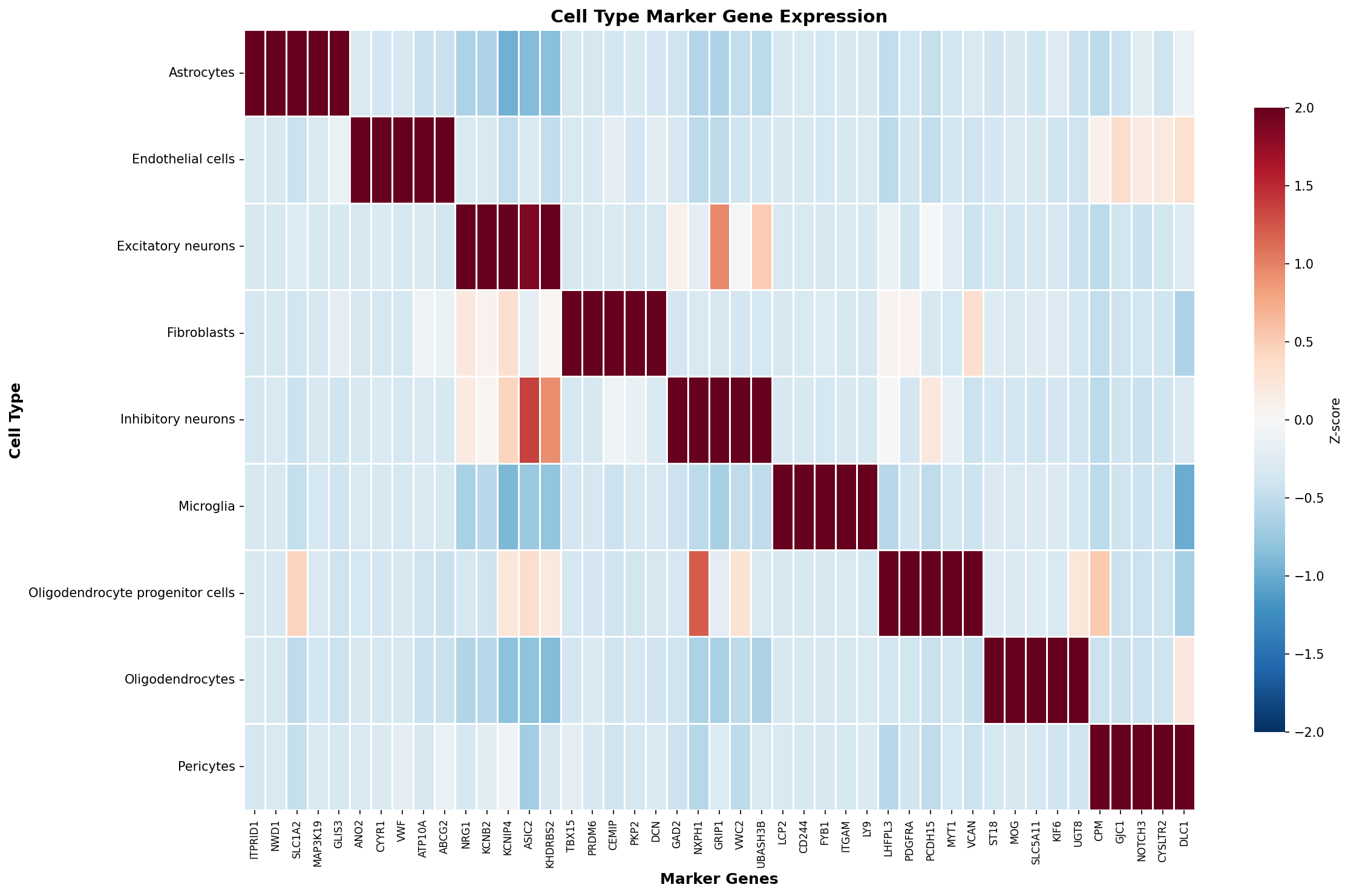 Marker Gene Heatmap