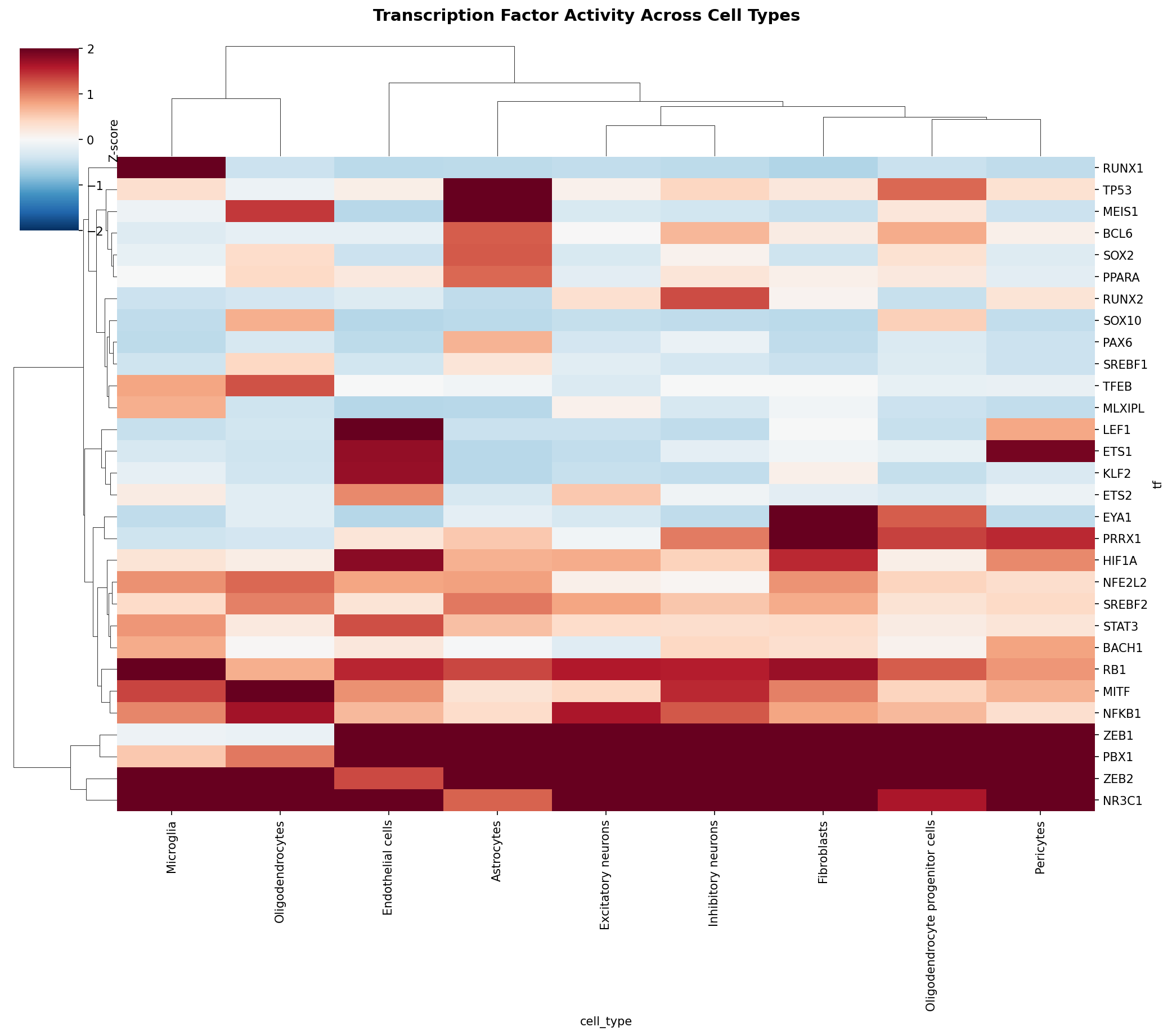 TF Activity Heatmap