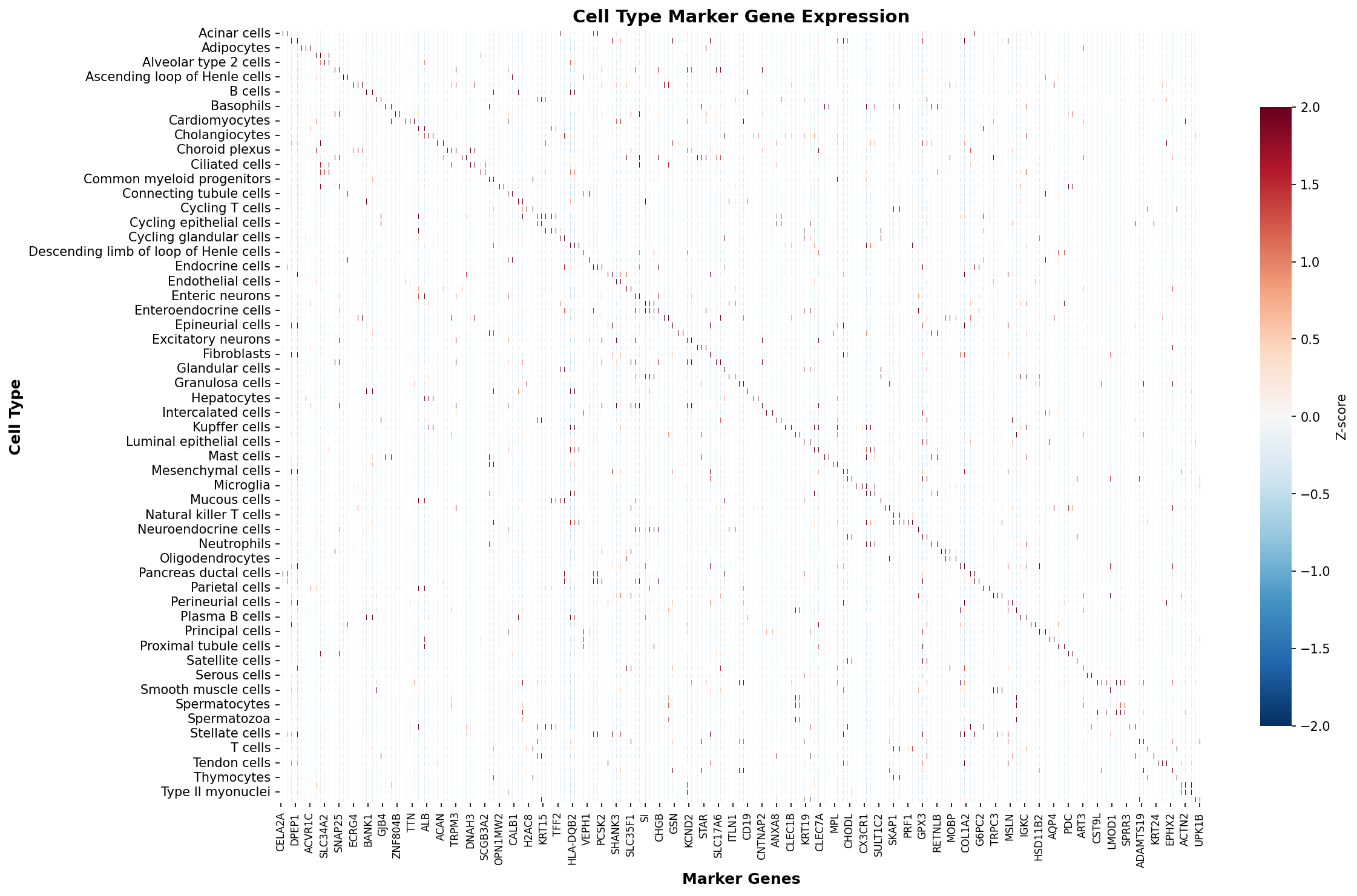 Marker Gene Heatmap