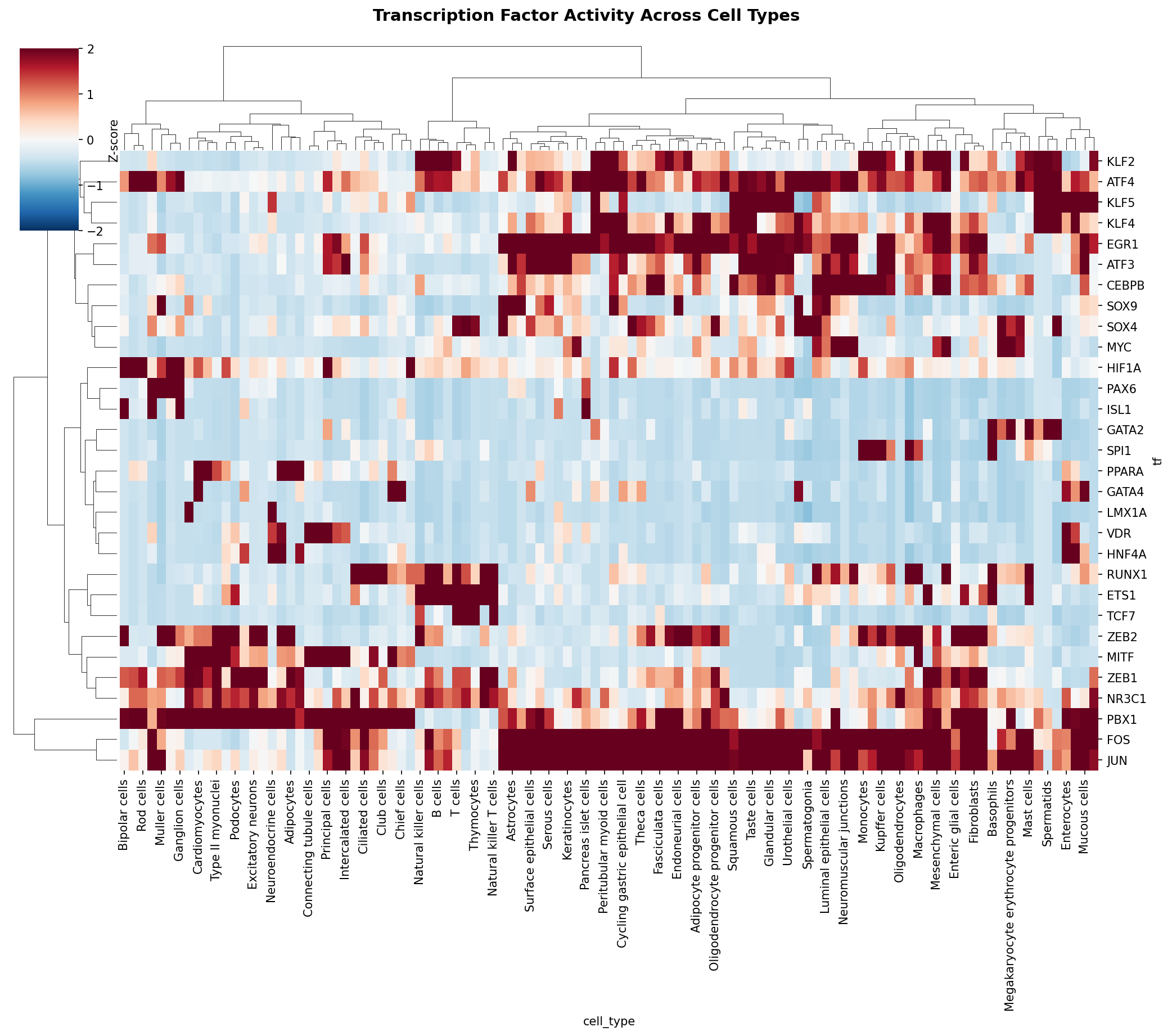 TF Activity Heatmap