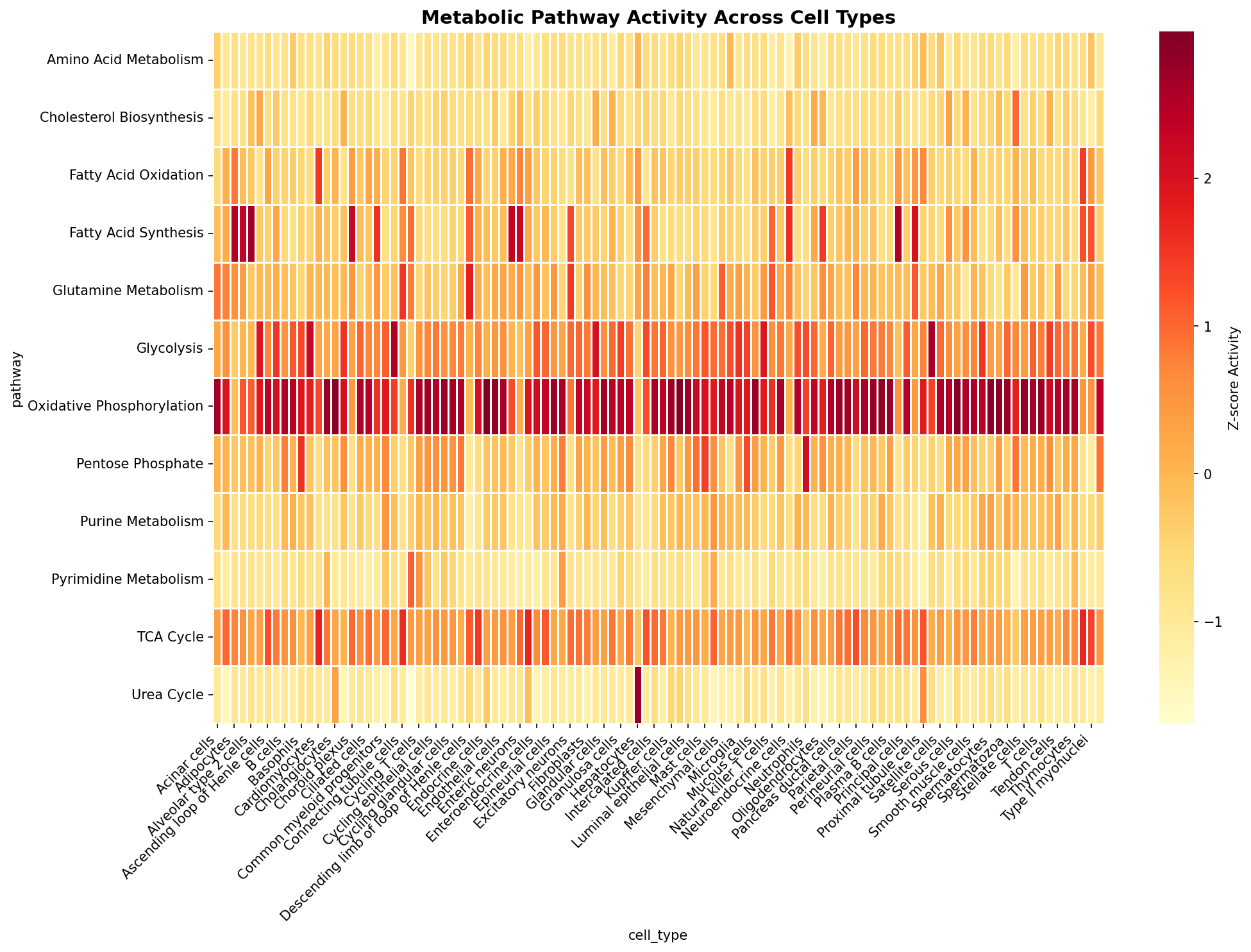 Metabolic Pathway Heatmap
