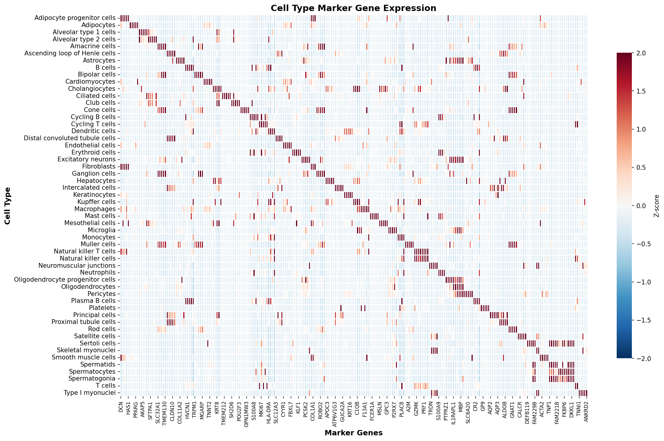 Marker Gene Heatmap