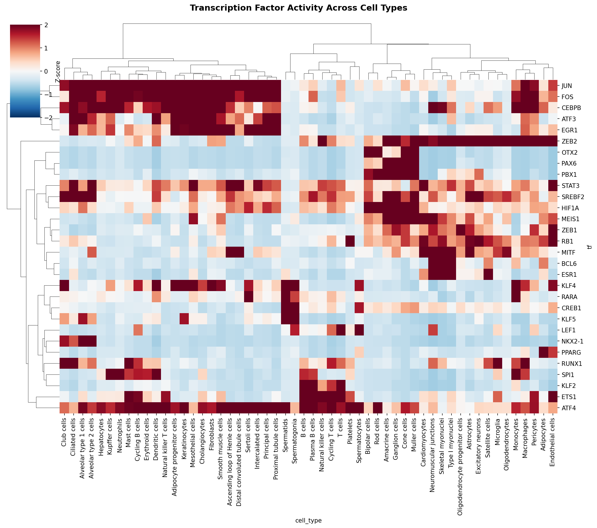 TF Activity Heatmap