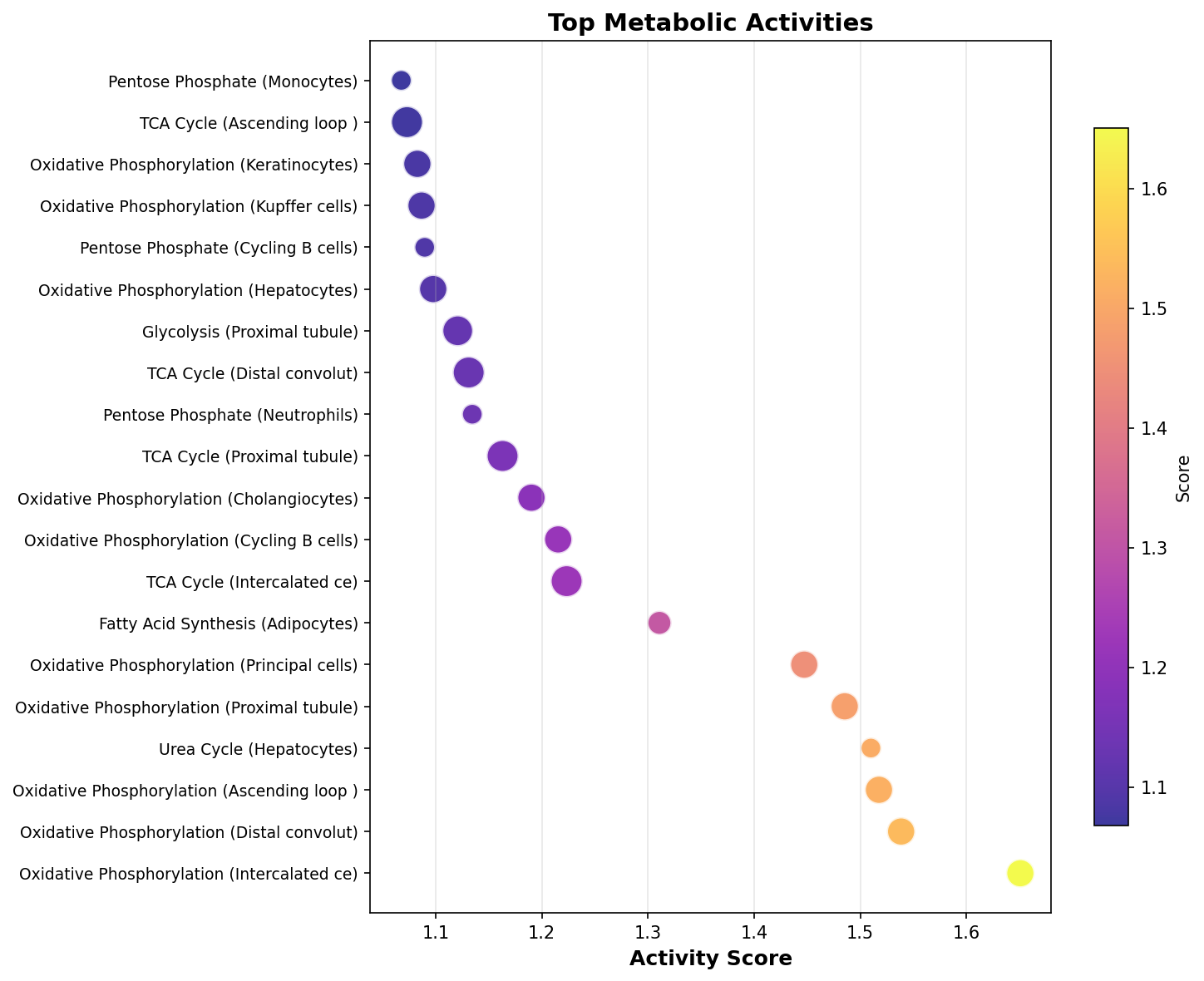 Top Metabolic Activities